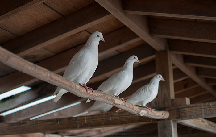 White Pigeons