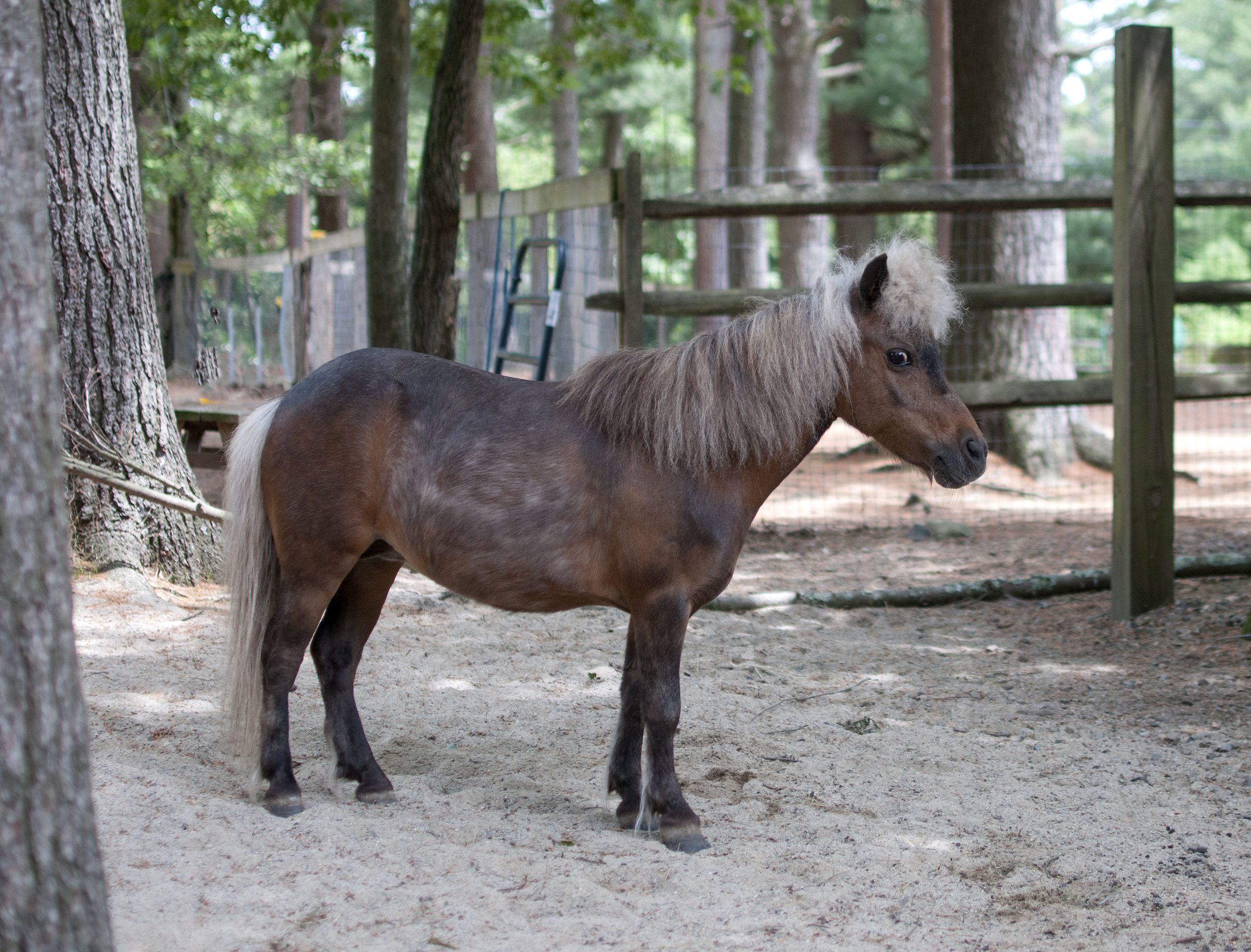 Horses — Winslow Animal Farm Sanctuary