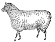 sheep.png