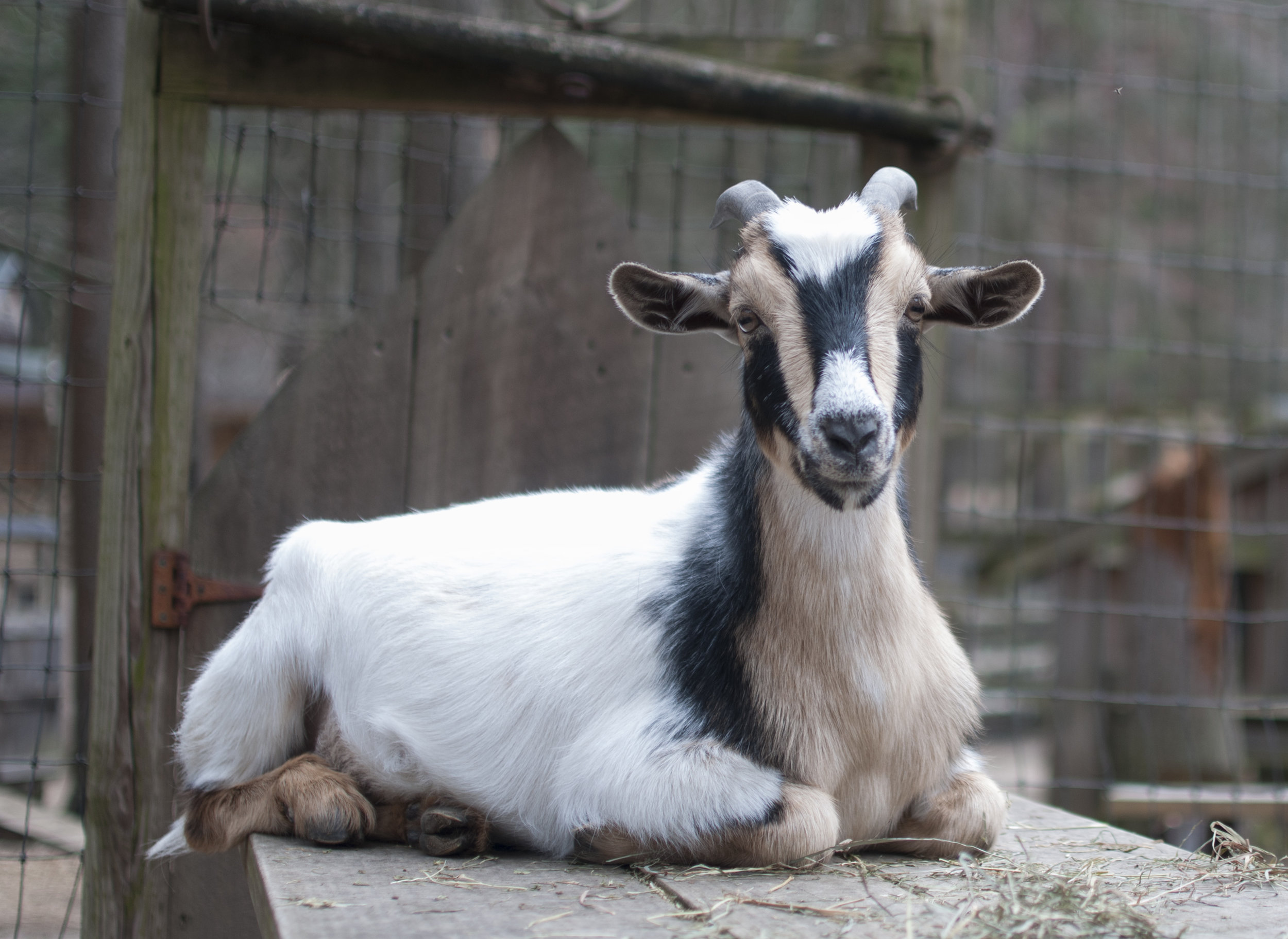Goats — Winslow Animal Farm Sanctuary
