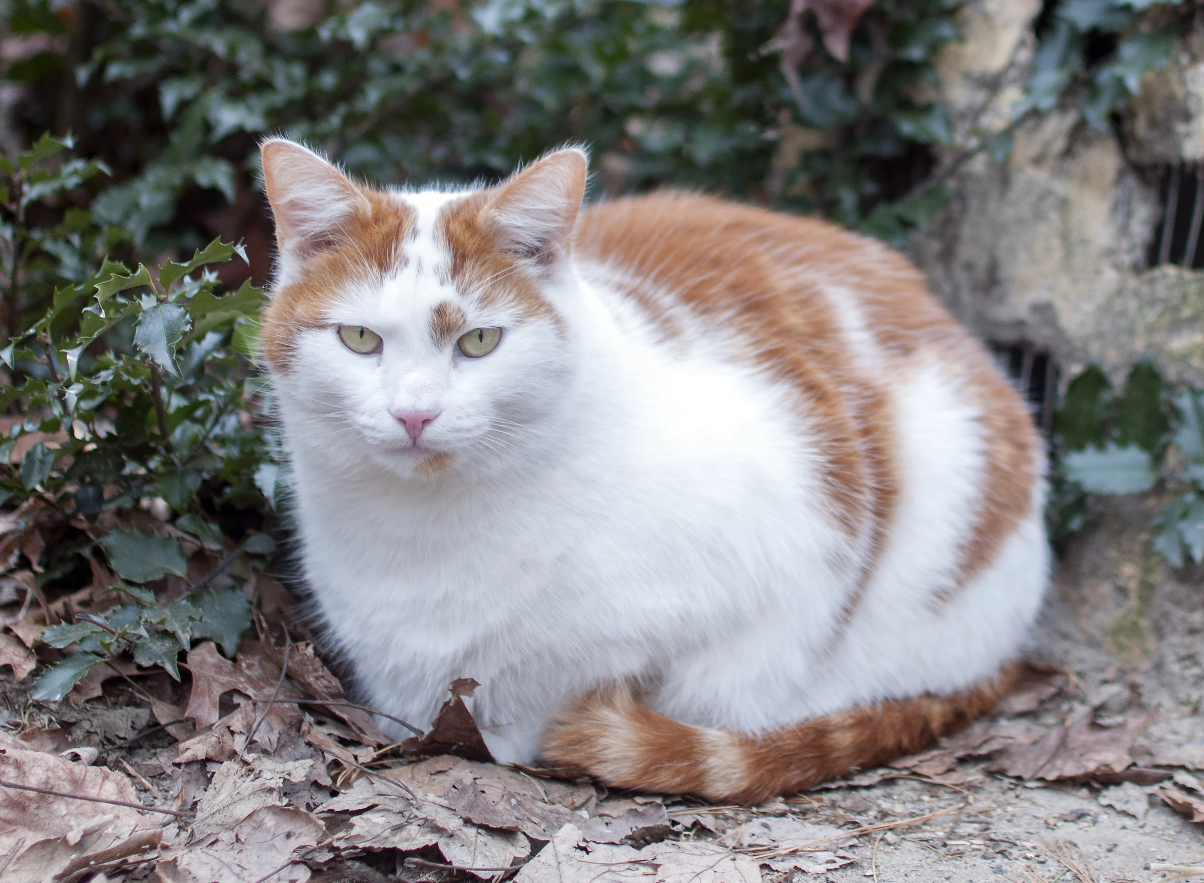Merlin