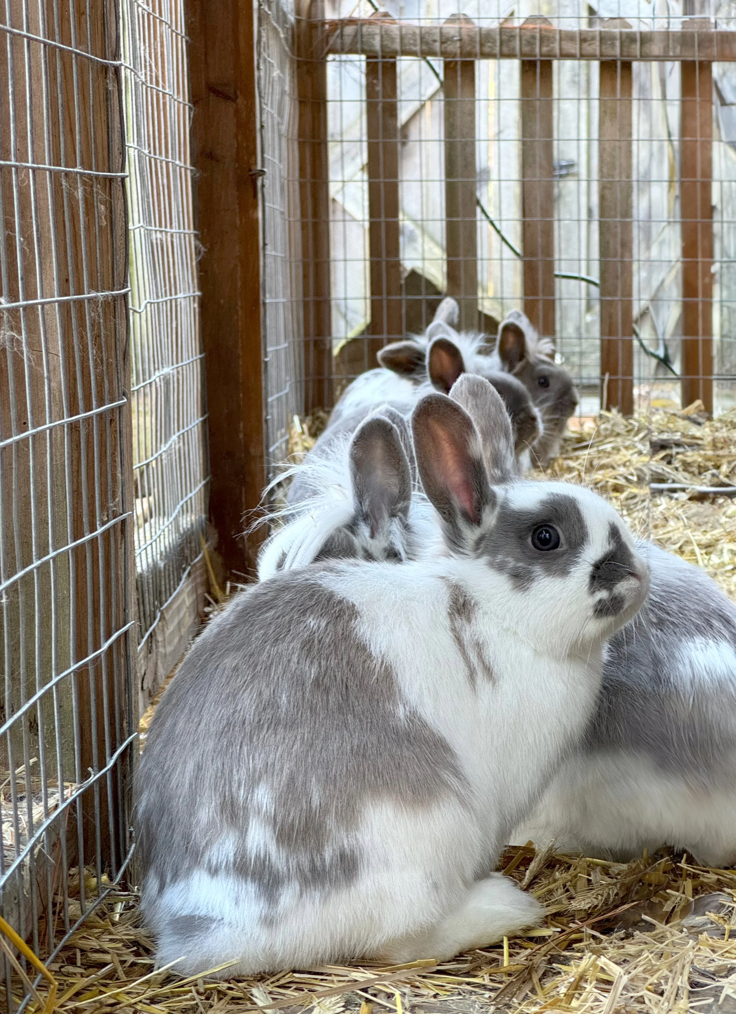 Cola; Cosmo; Dandelion; Luna; Sheldon