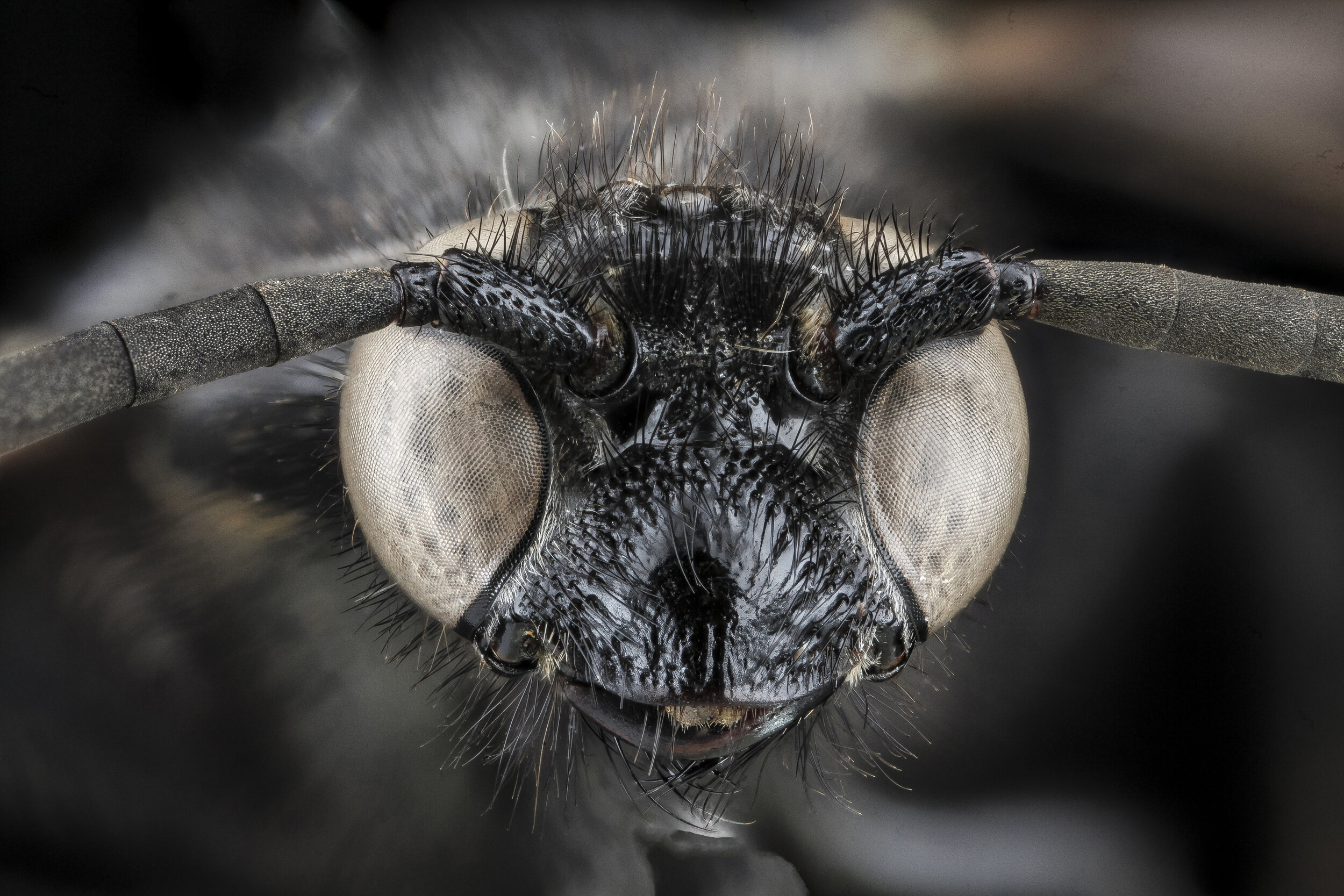 How To Stop Horse Flies From Biting Dogs