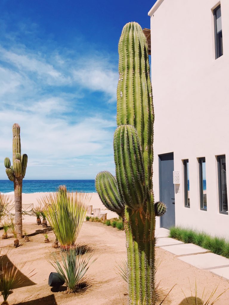 Saguaros and surf at Hotel San Cristobal