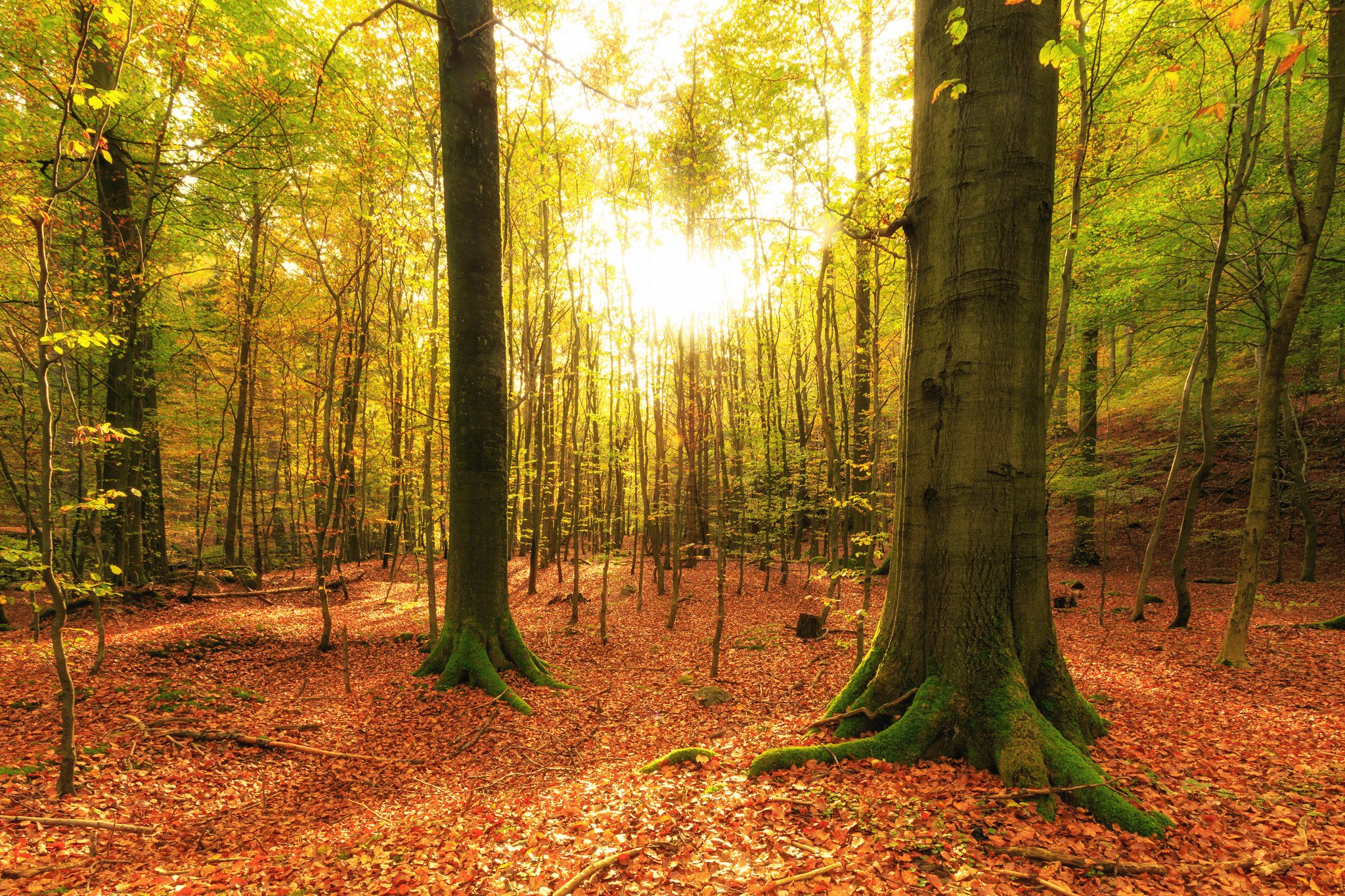 Yellow Orange Forest Pic.jpg