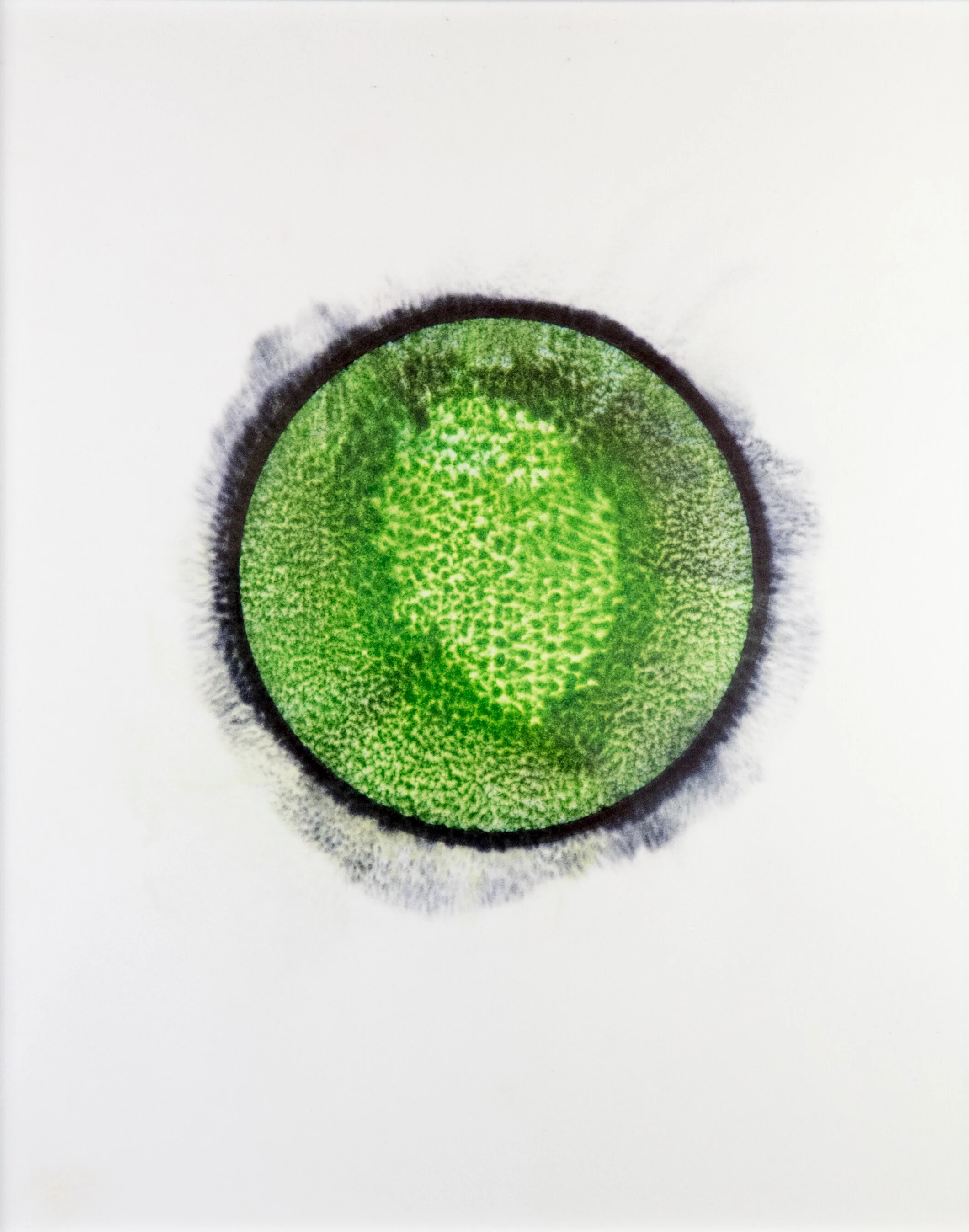 Matthew Gallagher - Lizard Eye