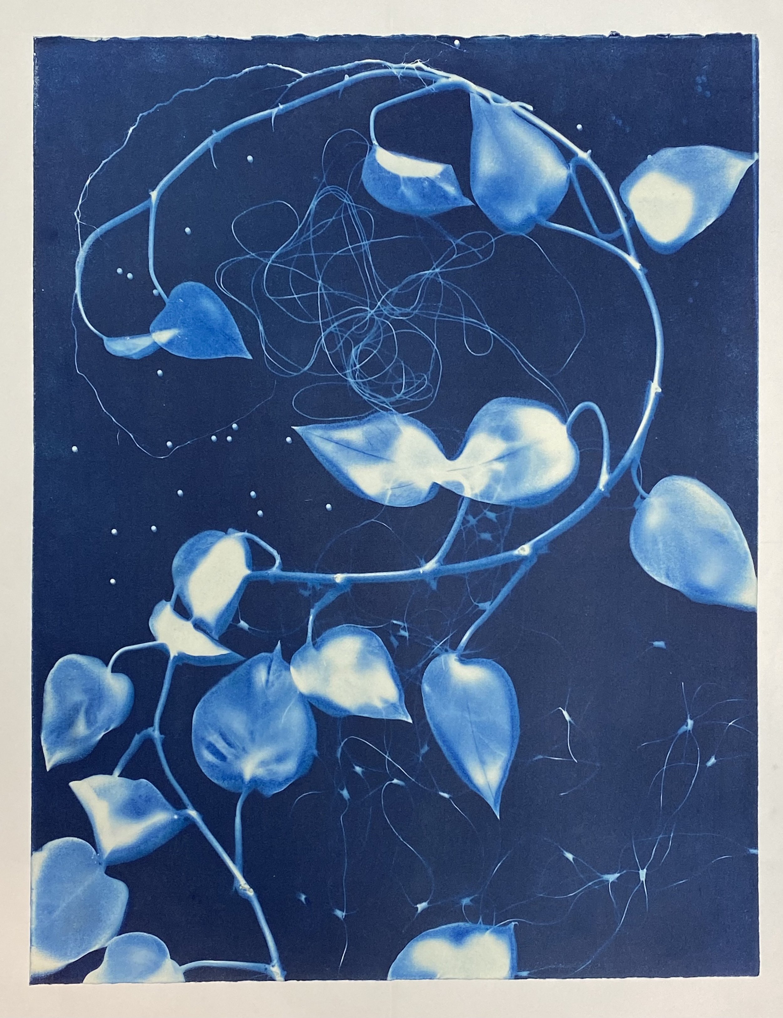 30.LisaSchonberg.Philodendron Twirl.jpeg