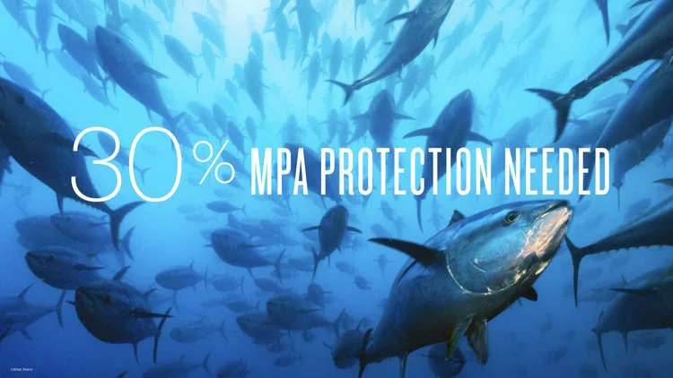 Ocean Protection Works - Misool Is a Model