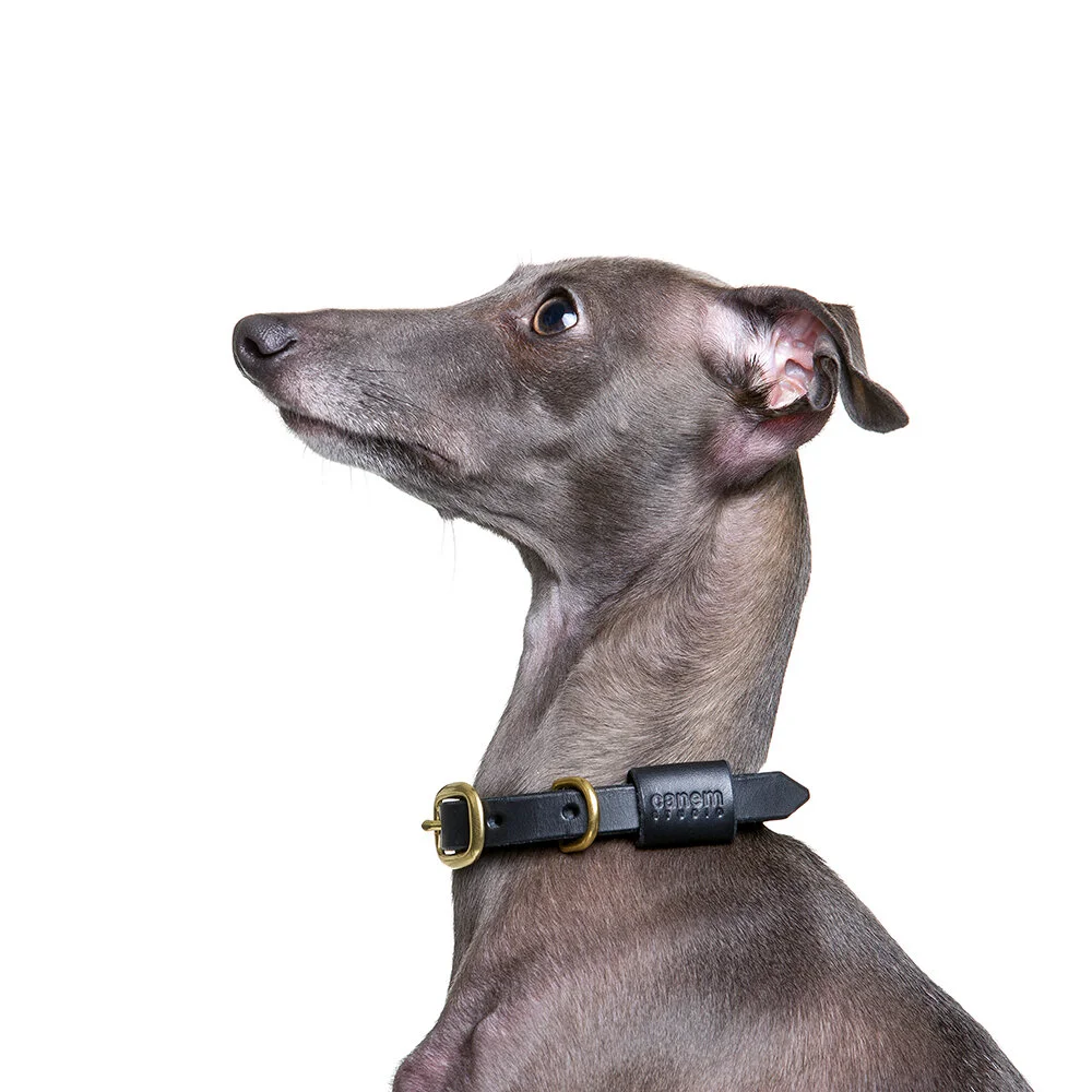 greyhound collar size