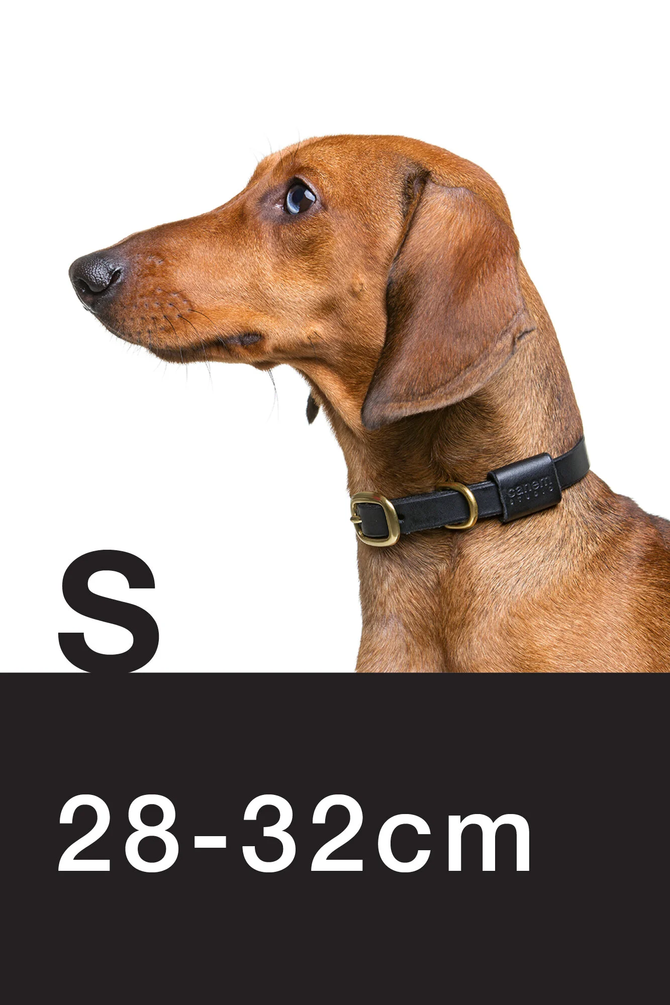 greyhound collar size