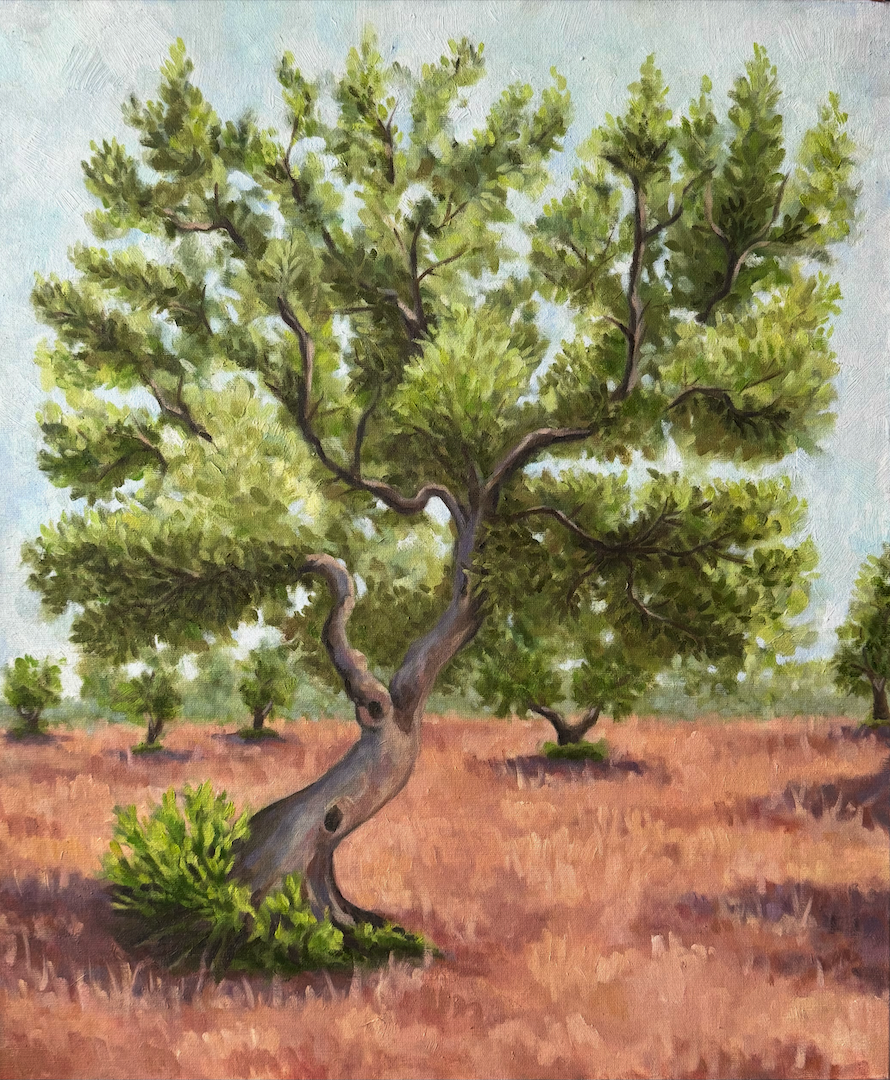   Olive Tree, Puglia  — oil on canvas, 50 X 60 cm, April 2026. 