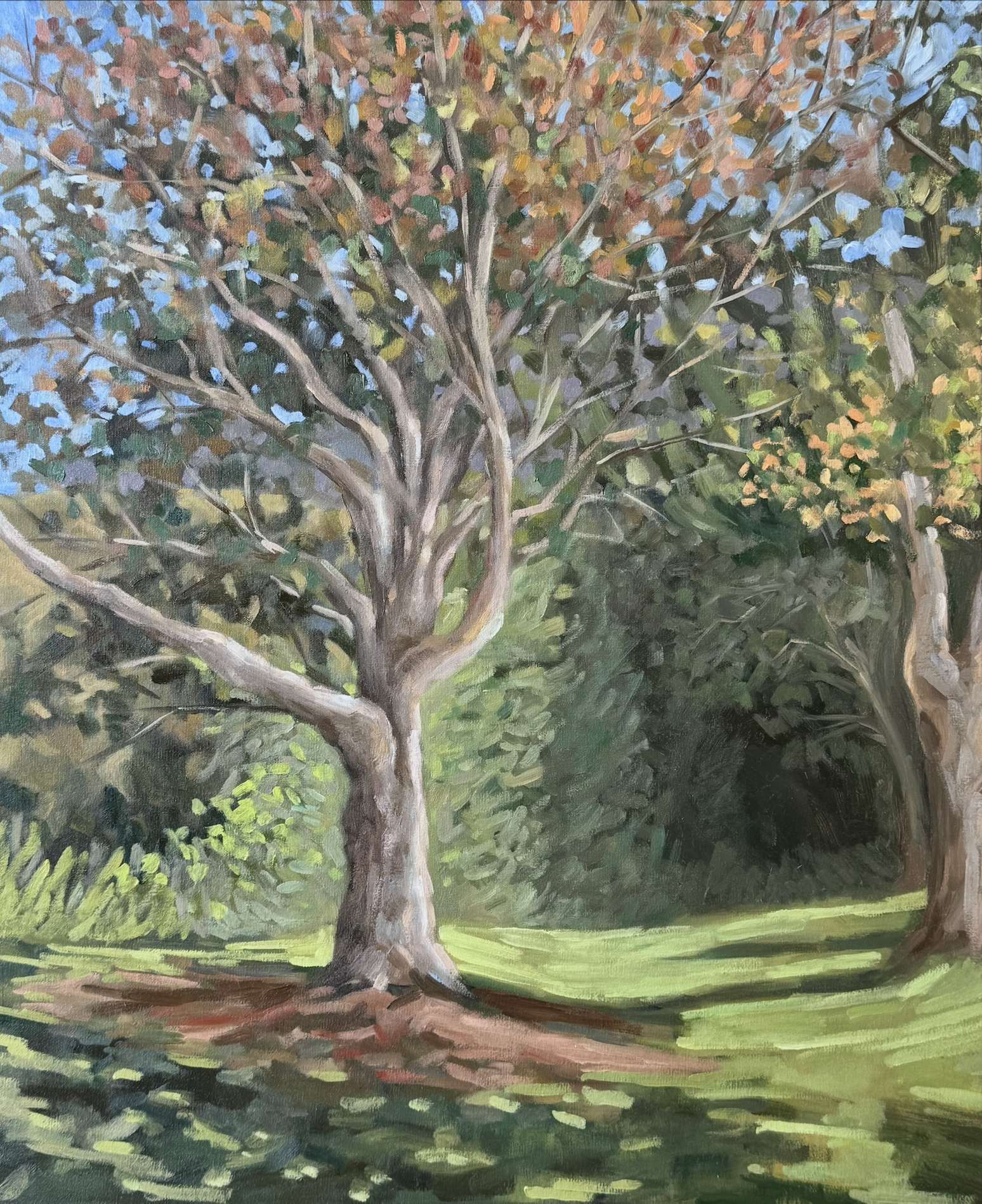   Plane Tree  — oil on canvas, 40 X 50 cm, en plein air, Joanópolis, June 2026. 