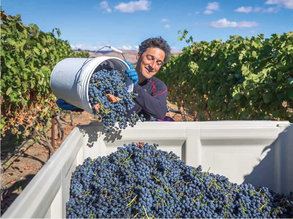 women pouring berries into the back of a truck