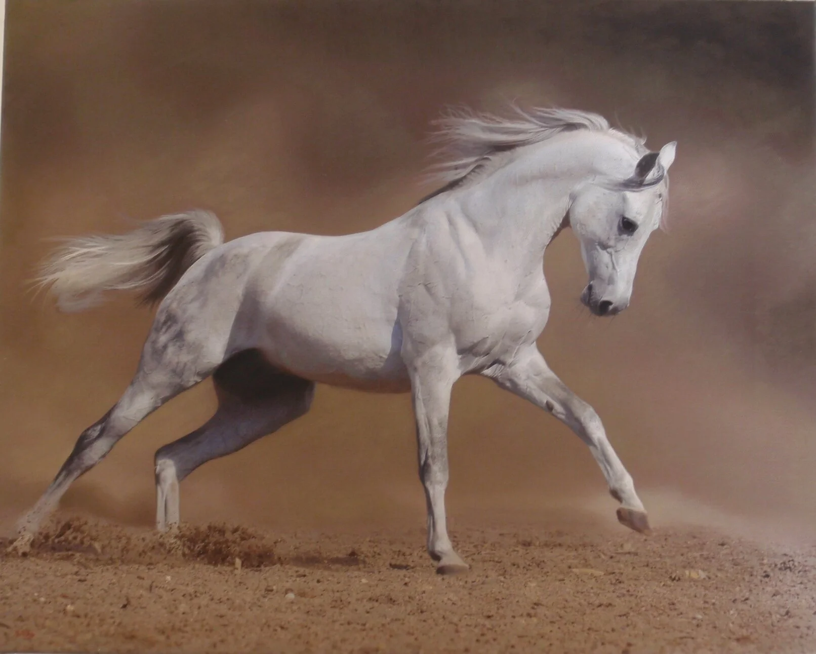 20x16 Racing Stallion OIL.JPG