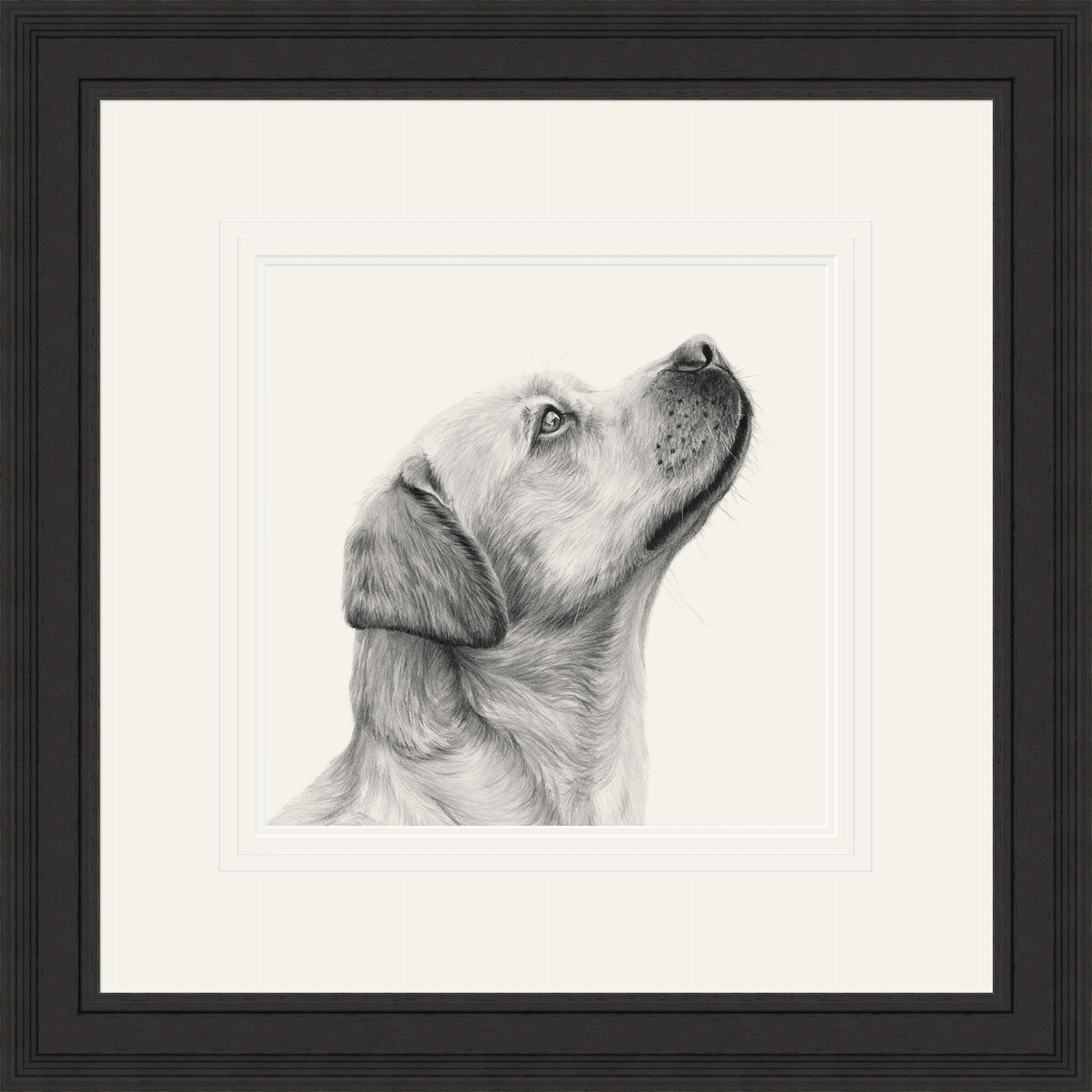 'Labrador' (Original) by David Pooley