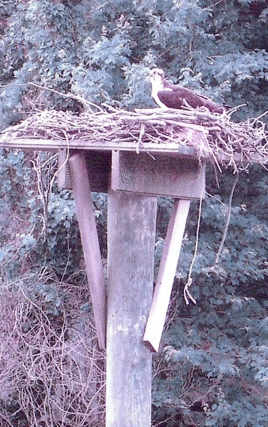 Osprey Platforms & Poles