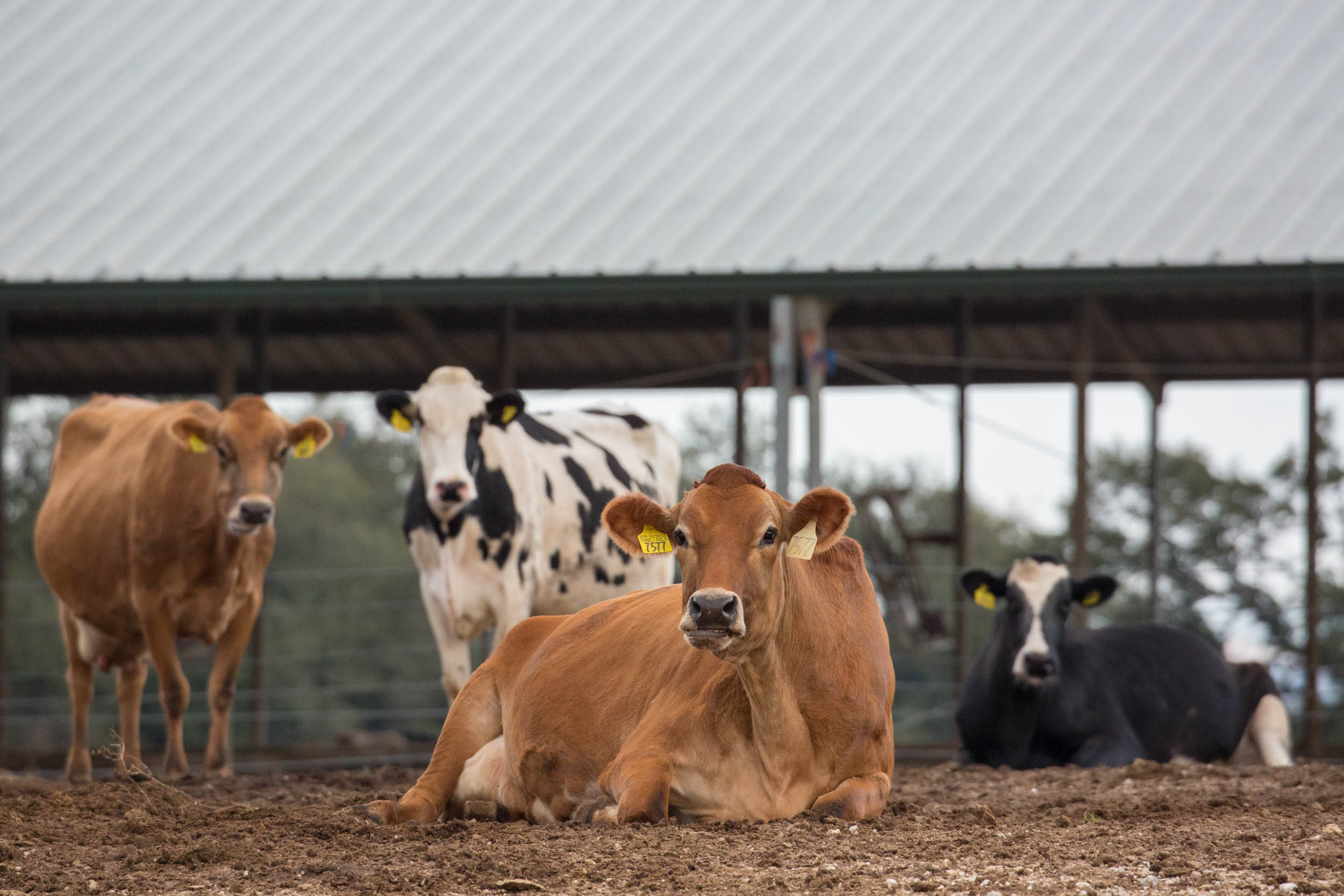 Blue Jay Dairy 059.jpg
