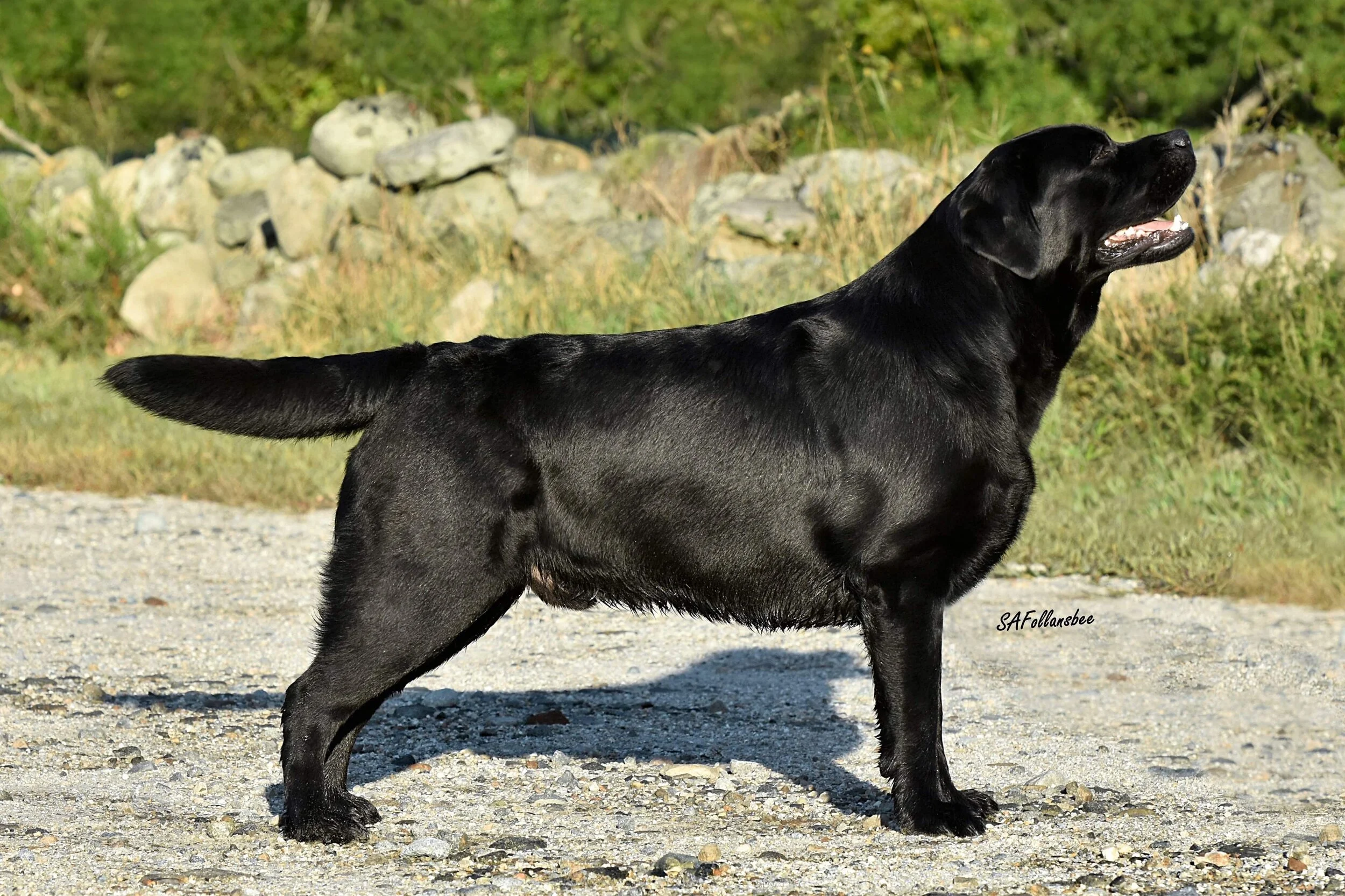 GCH CH Atlantic’s Boulder Beach Too — Atlantic Labrador Retrievers