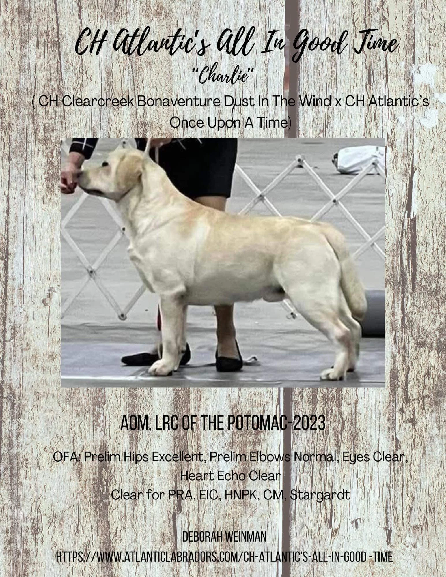 CH Atlantic's All In Good Time — Atlantic Labrador Retrievers