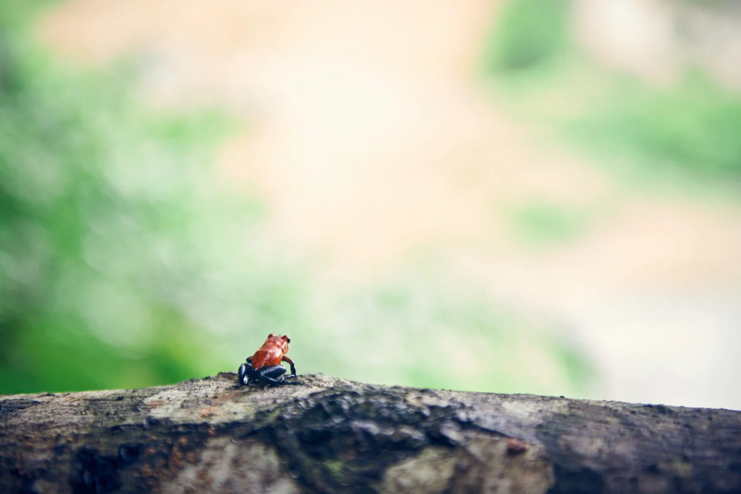 CostaRica_KW_1302.jpg