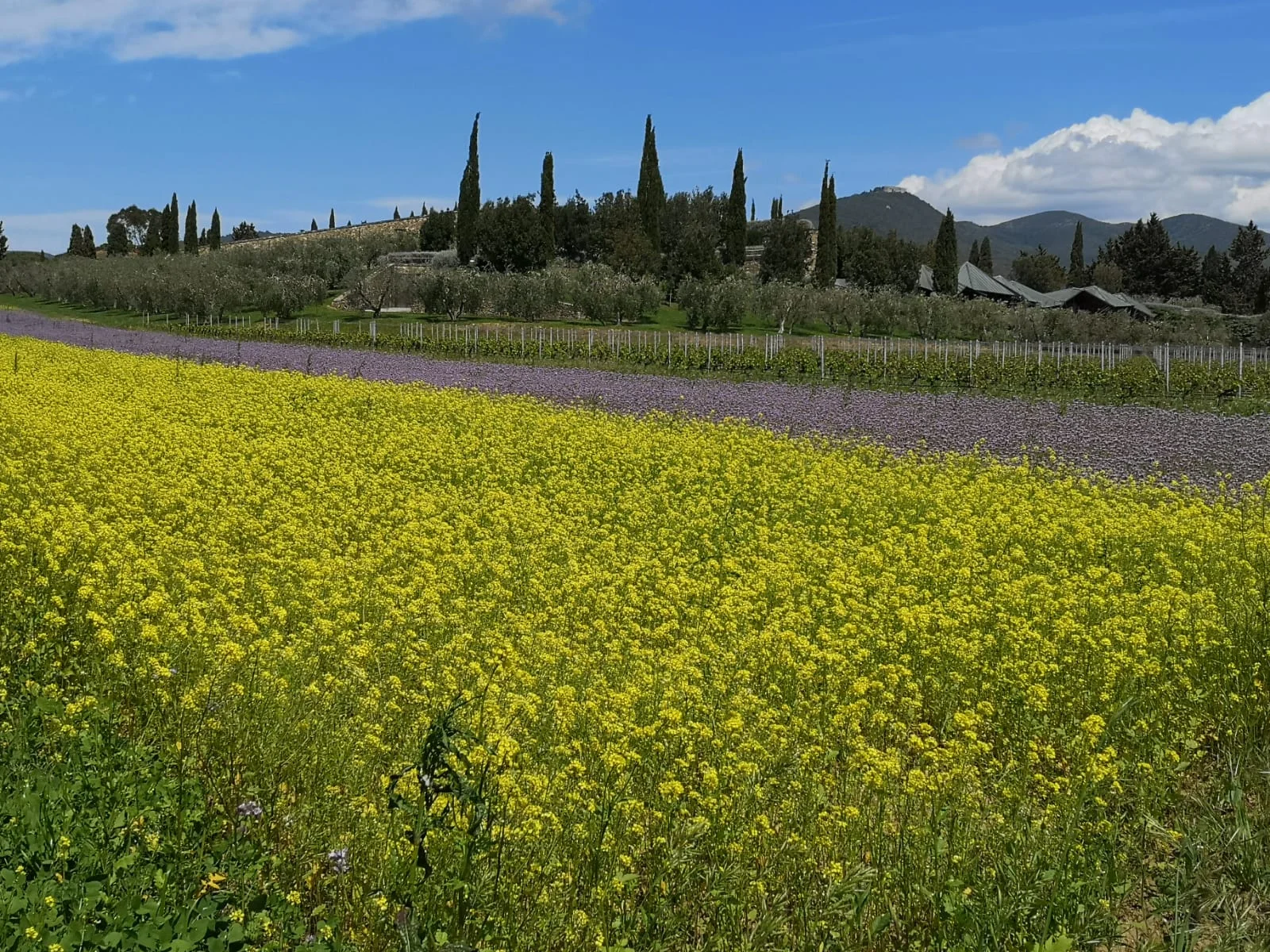 Ca’ Marcanda Winery: A Gem in Bolgheri.