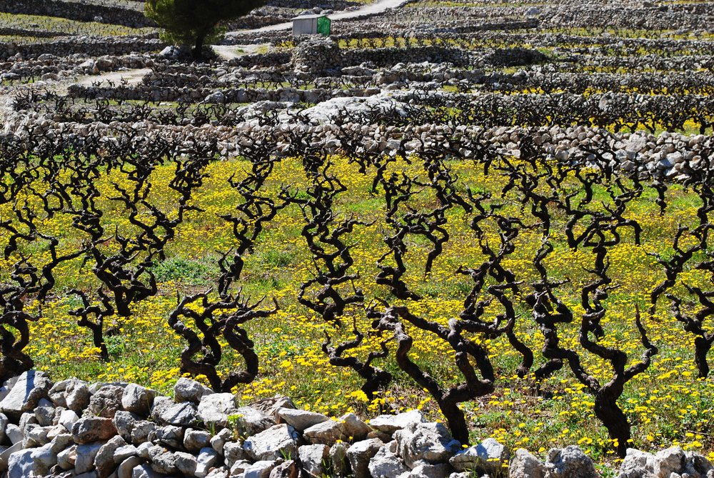 Plavac Mali vineyard's in Peljesac.jpg