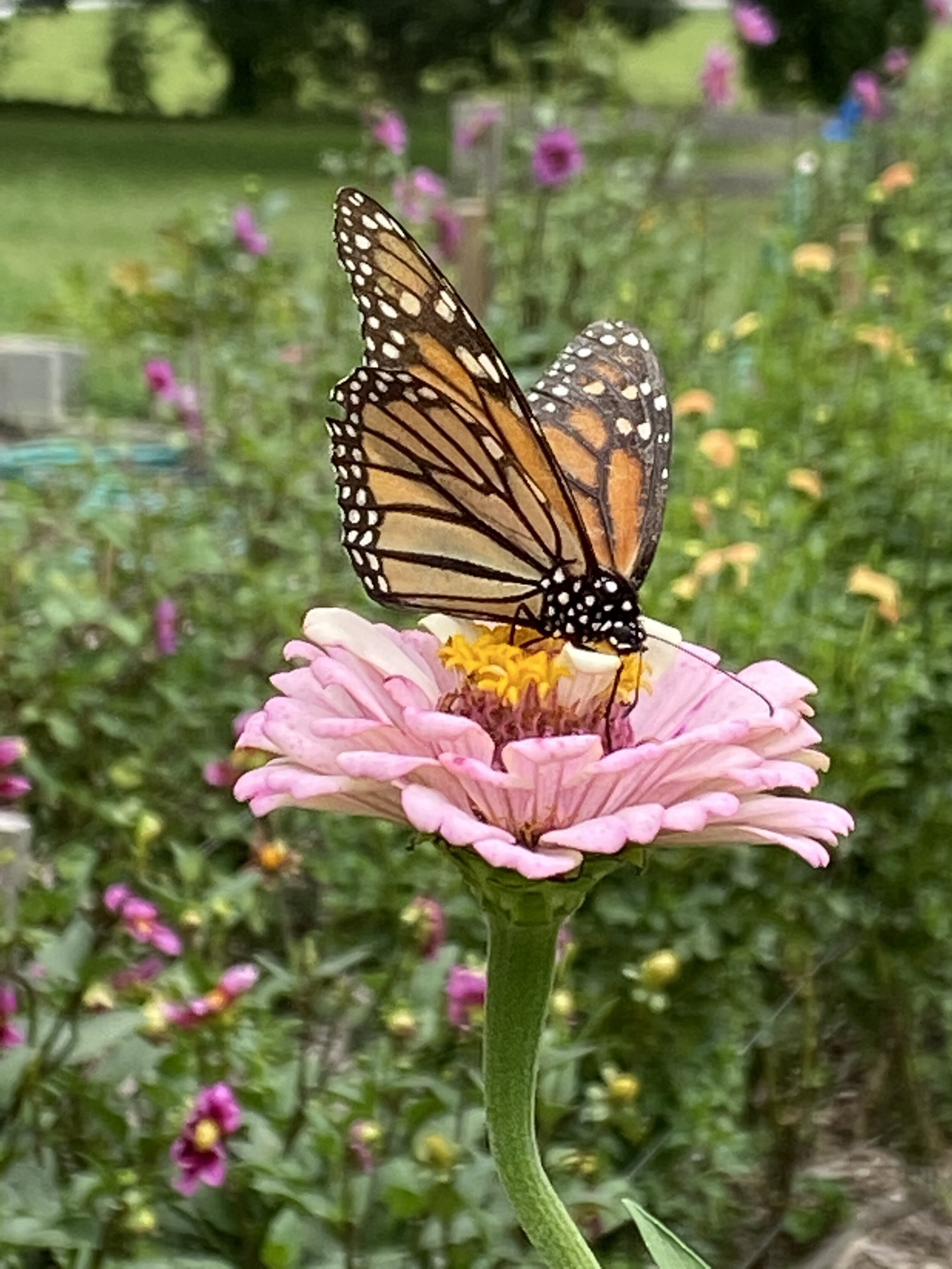 Beautiful Garden Visitor