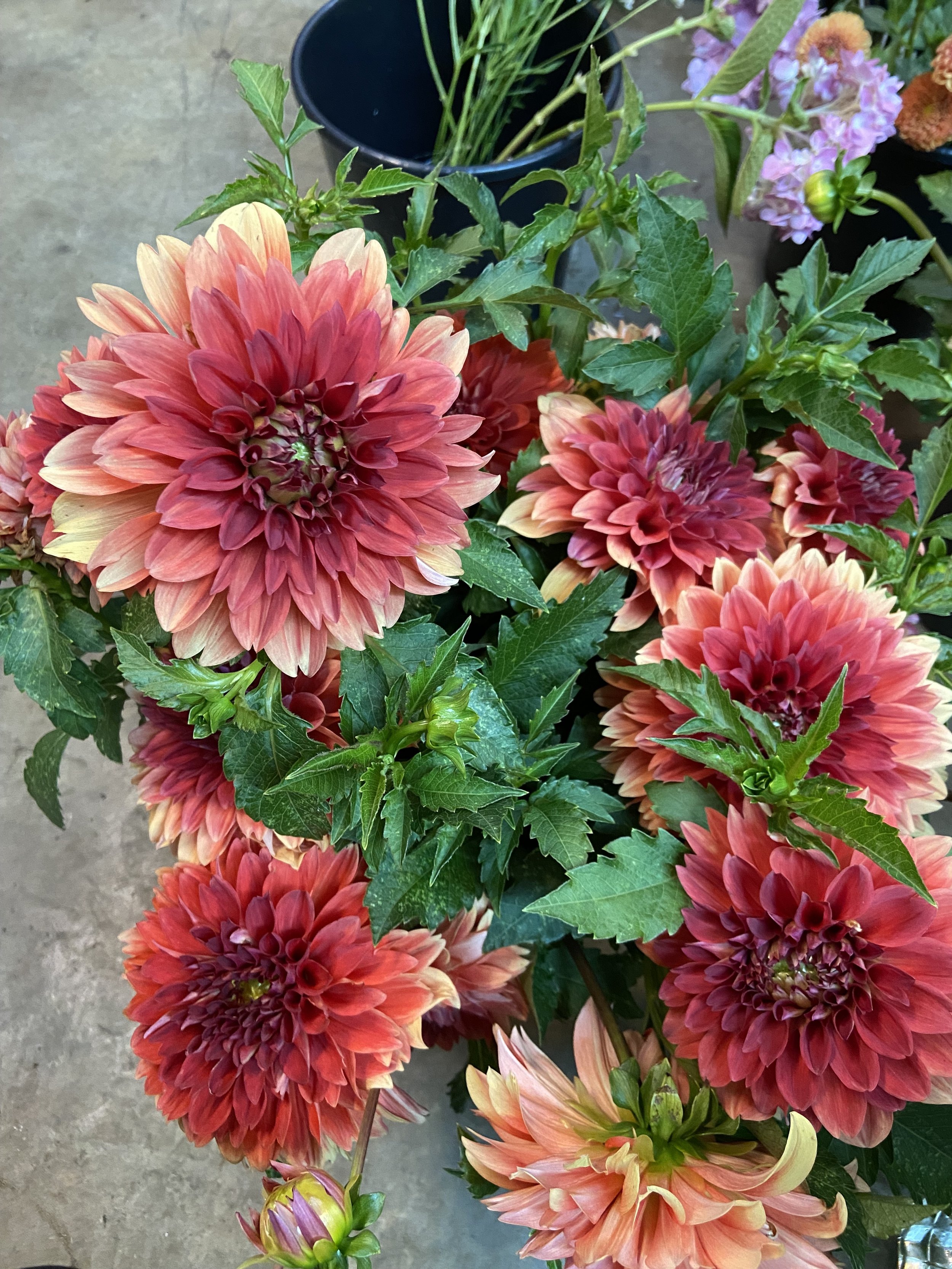 Swans Olympic Flame.jpg