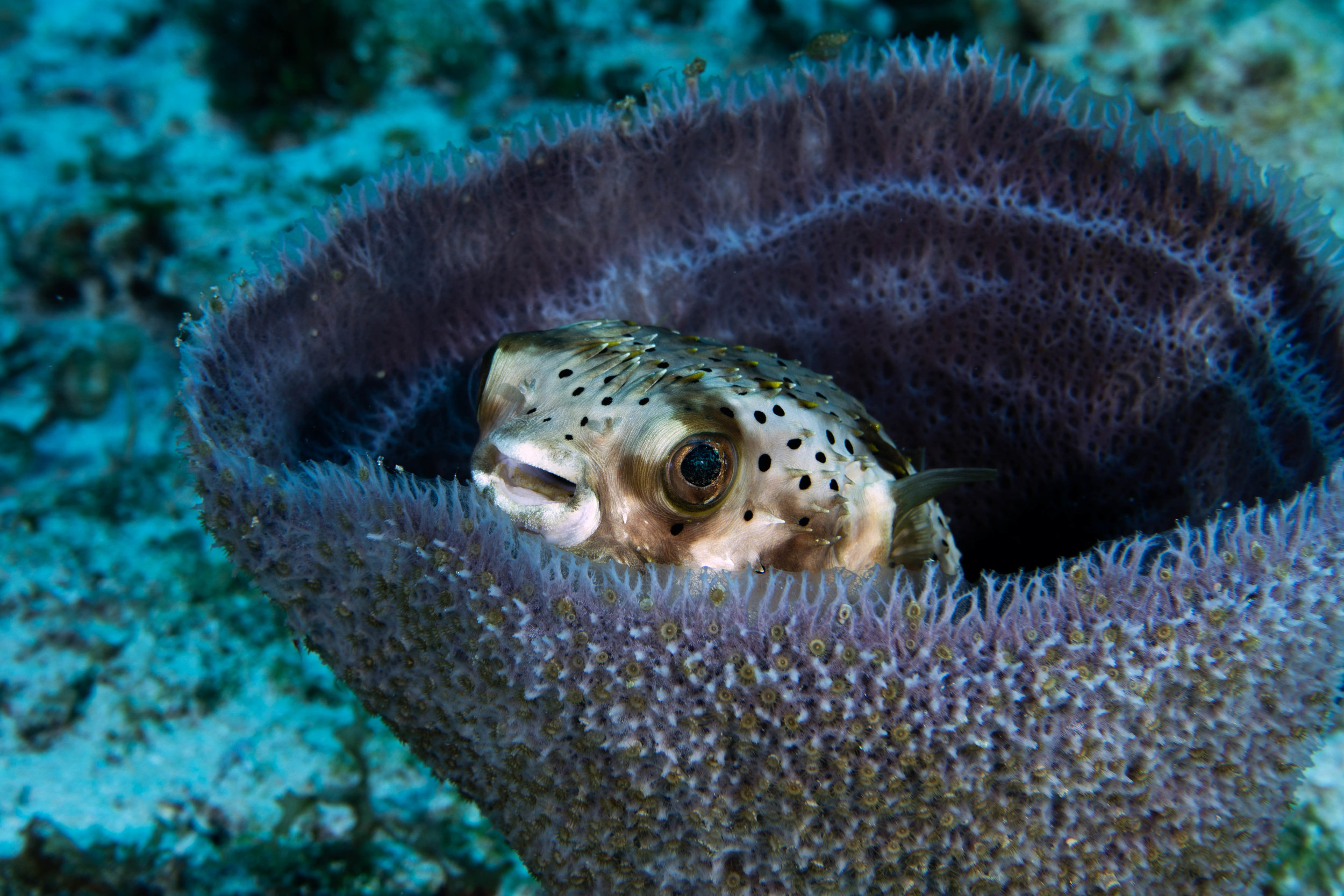 puffer_in_cone.jpg