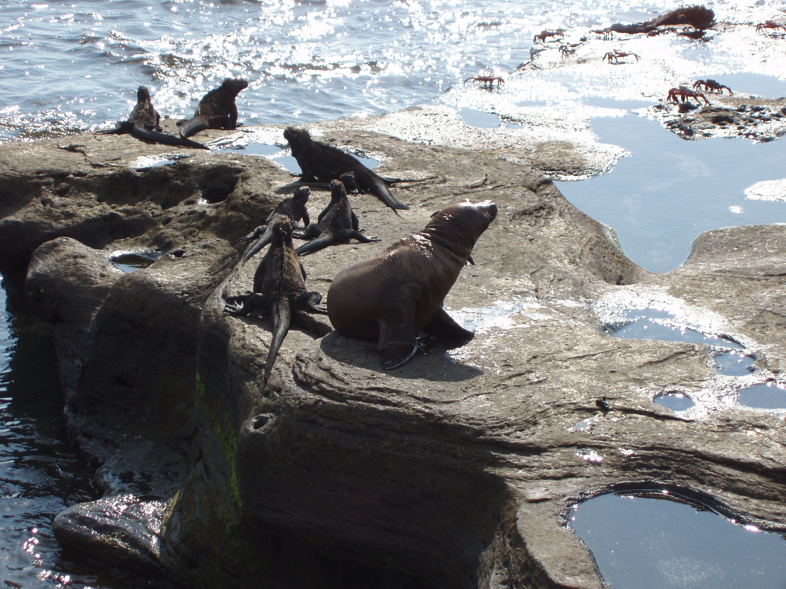 Galapagos 065.jpg
