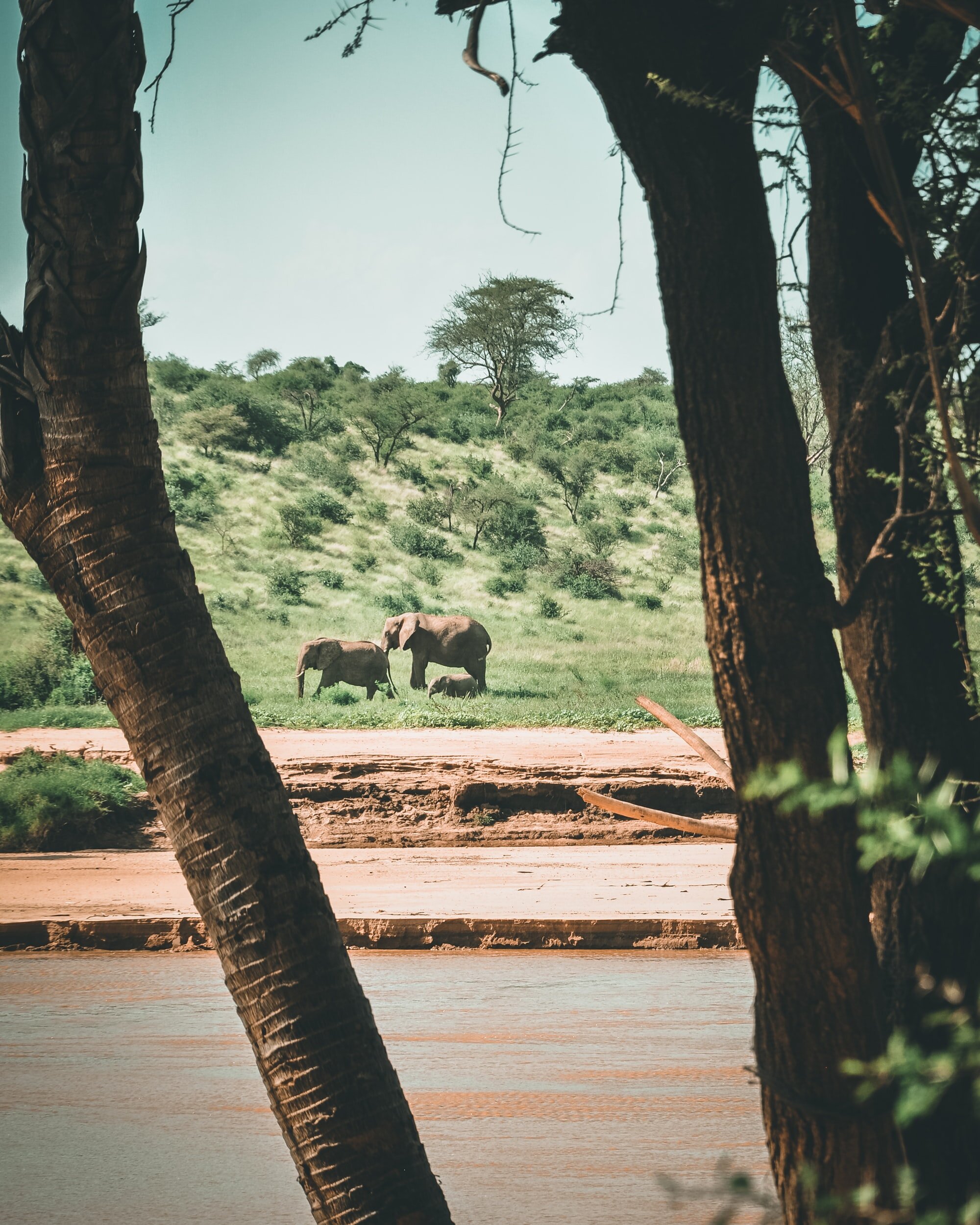 Kenyan Safari