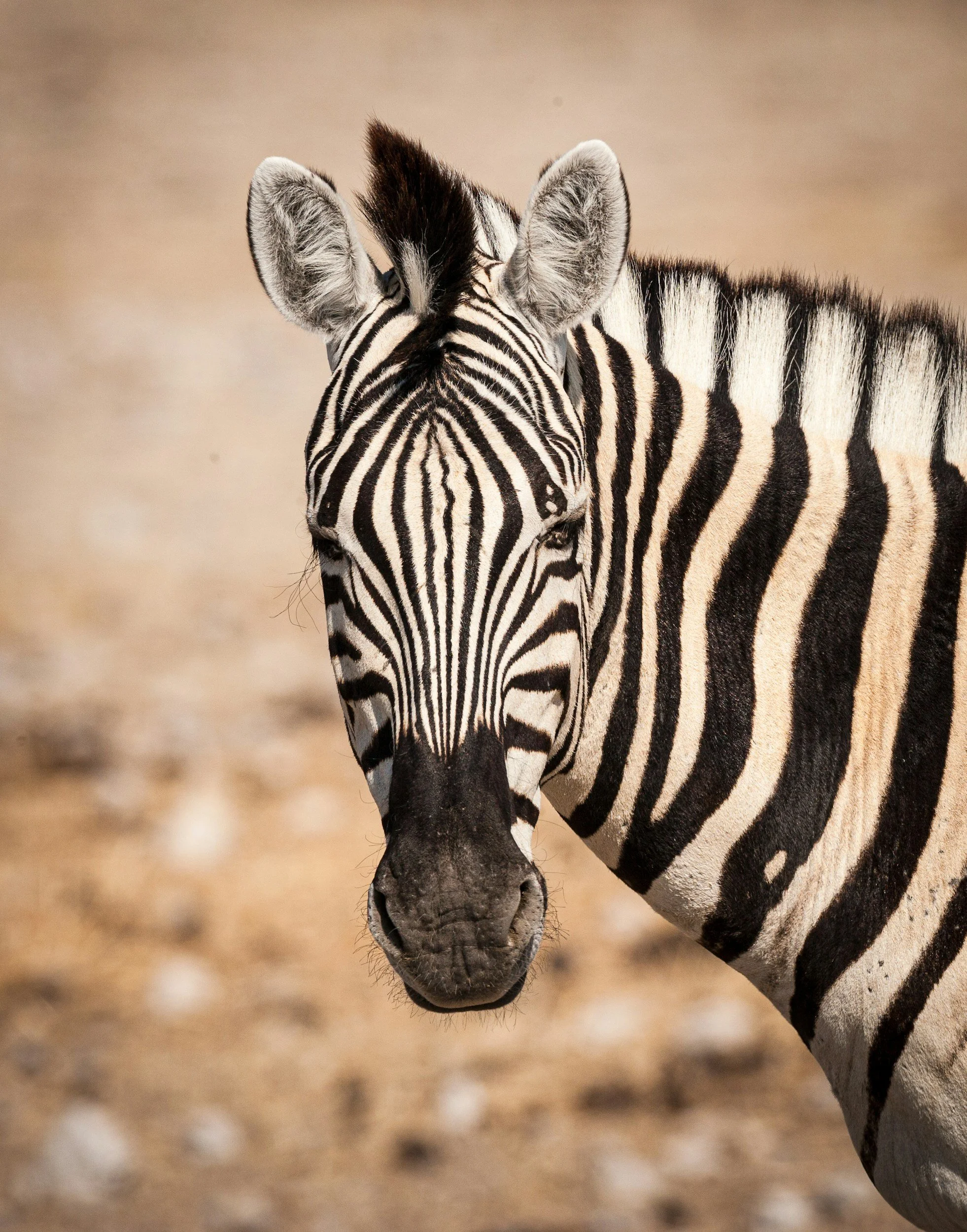 Close-up of a zebra's face and upper body, showing black and white striped pattern, with a blurred background of a sandy landscape.