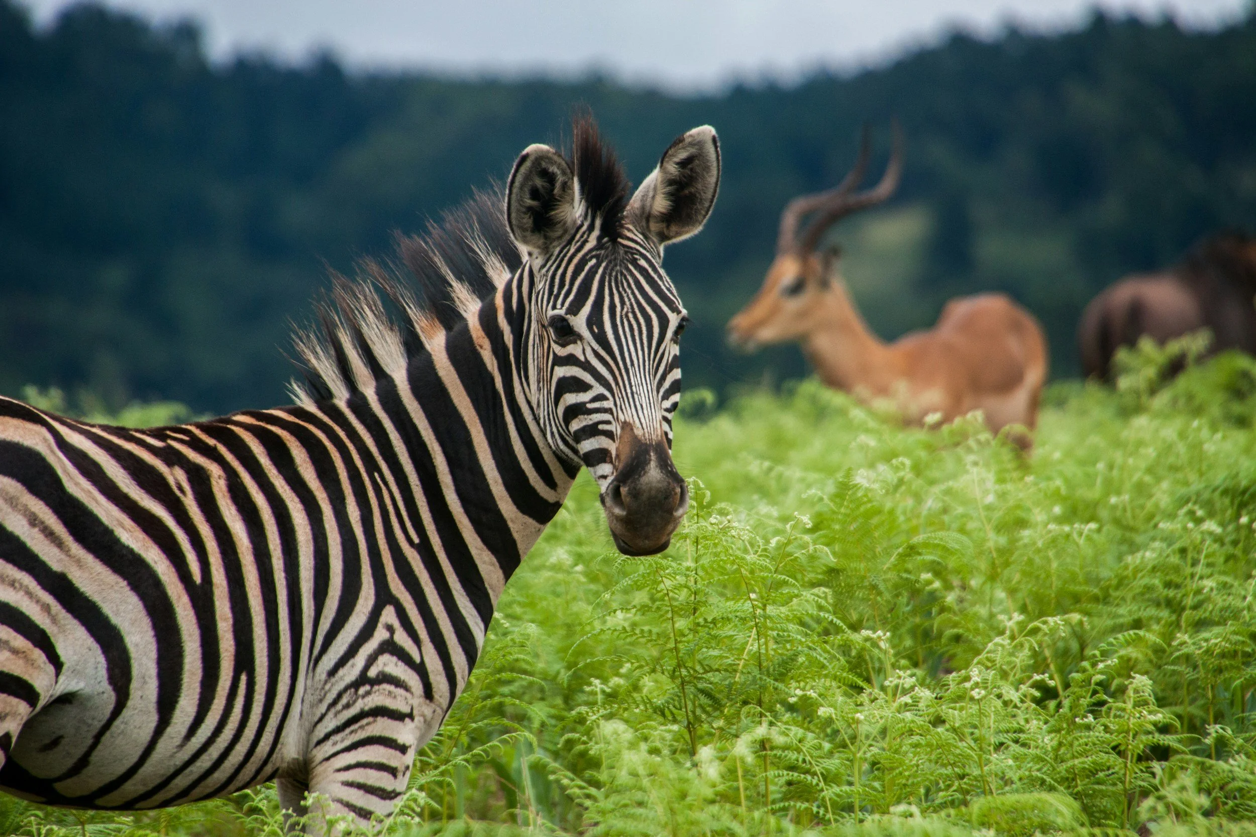 A zebra standing in a grassy field with other animals, including an antelope or gazelle, in the background.