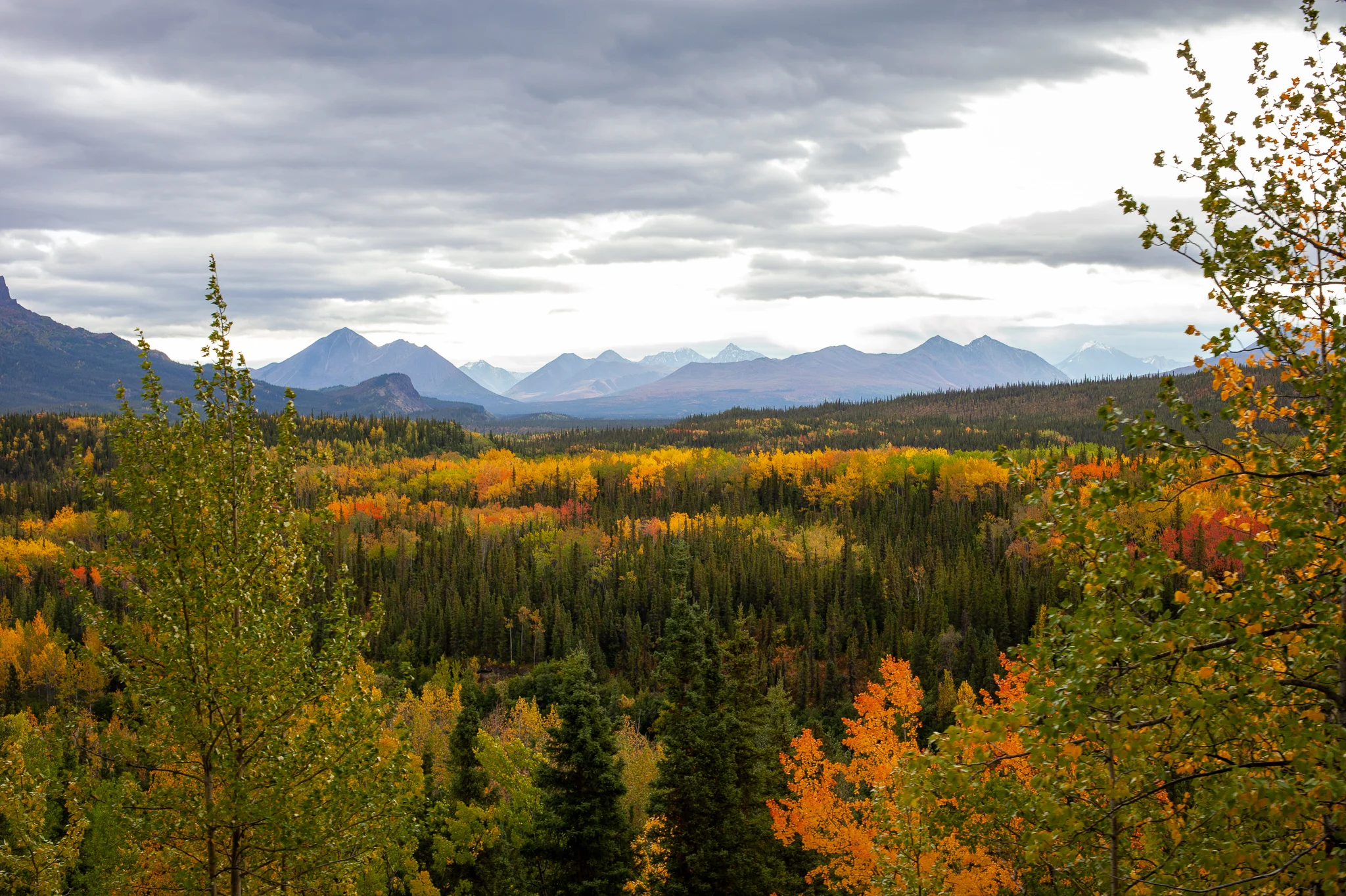 Mosaic of aspen and spruce in fall colors, Denali National Park, Alaska. How much carbon does this forest hold? Photo: Amos Zerah
