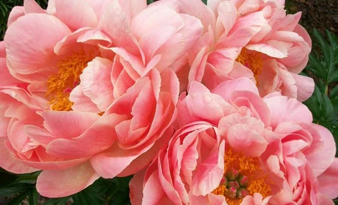 coral-charm.jpg