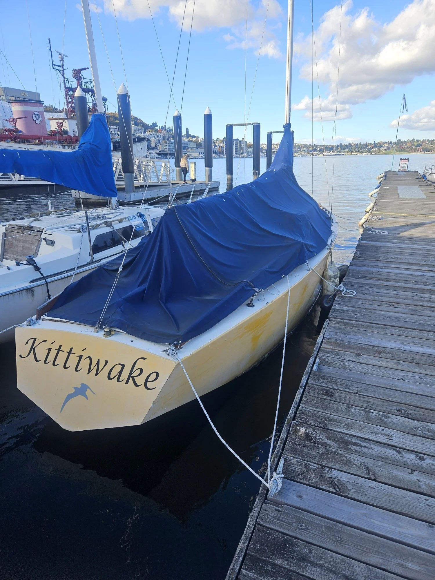 Kittiwake 2.jpg