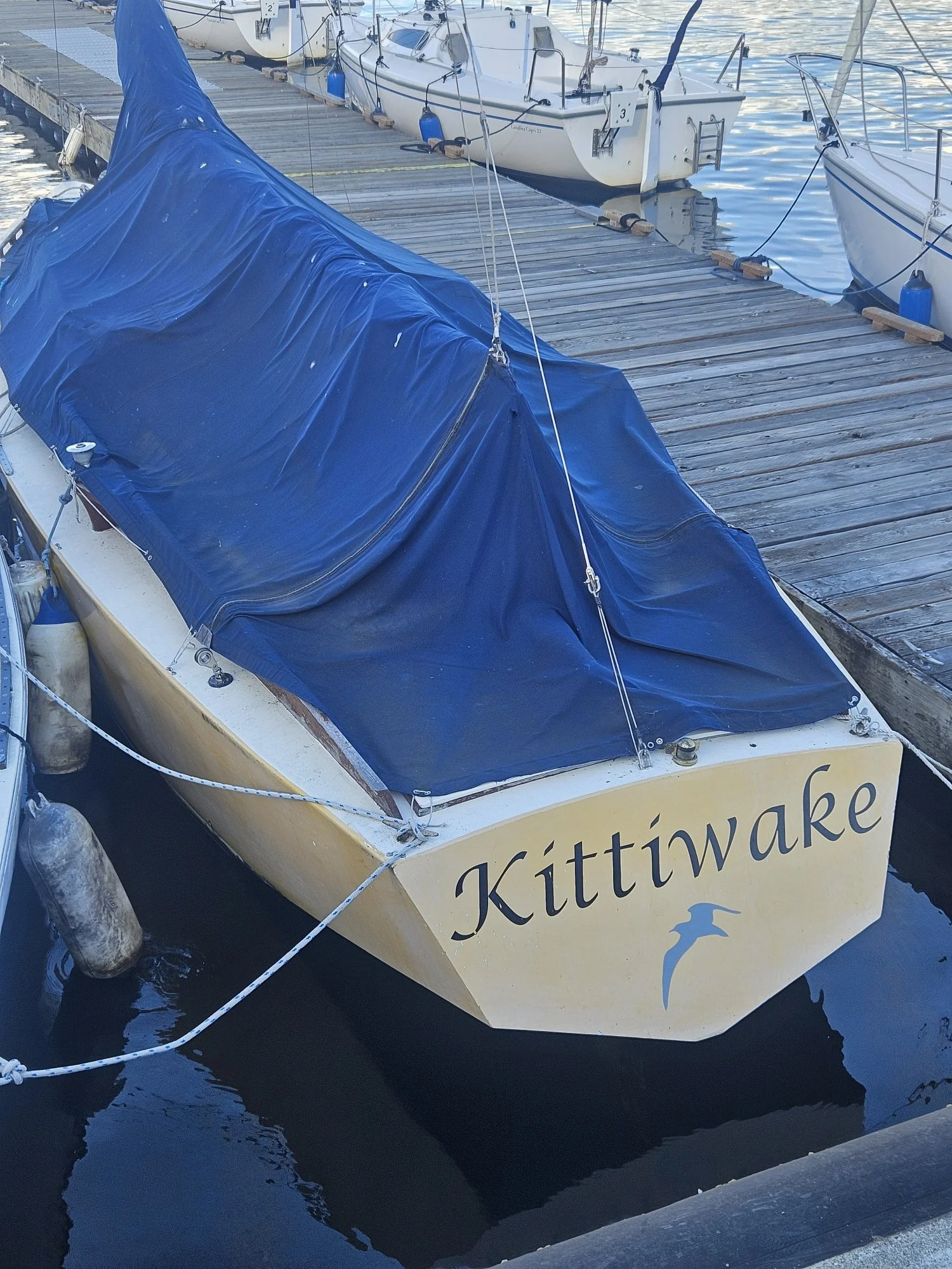 Kittiwake 3.jpg
