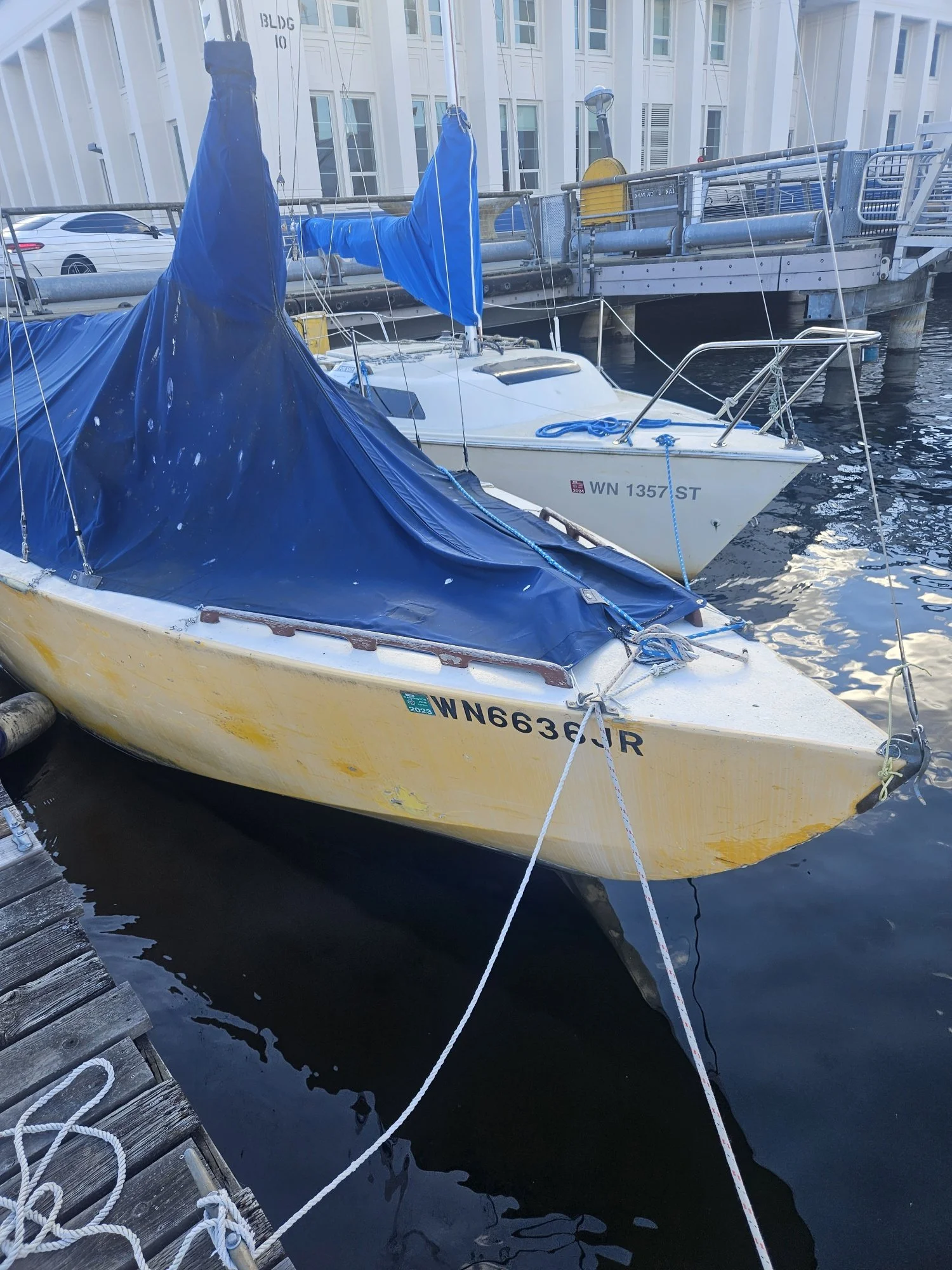 Kittiwake 1.jpg