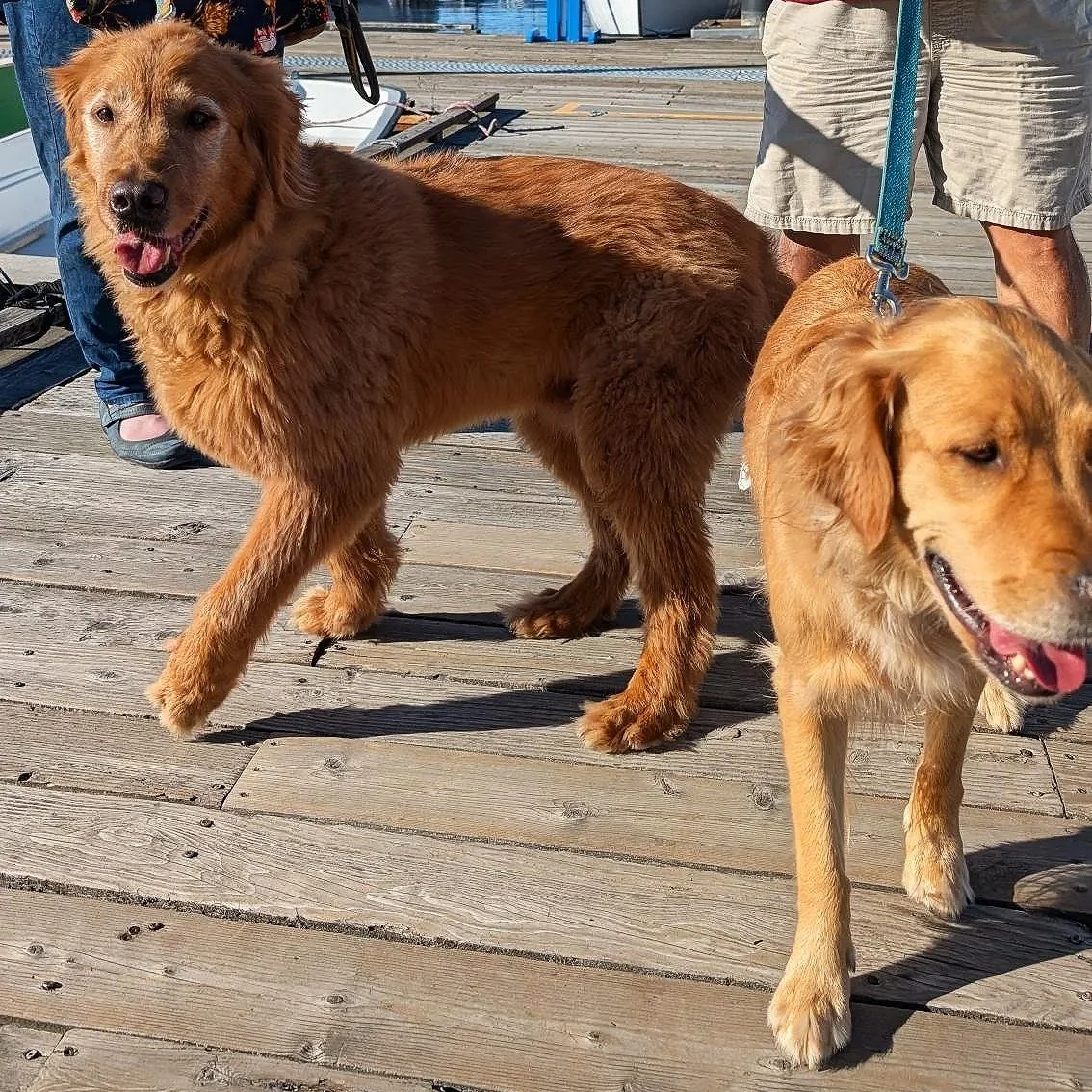 Cheryl's two golden retrievers on the CWB docks