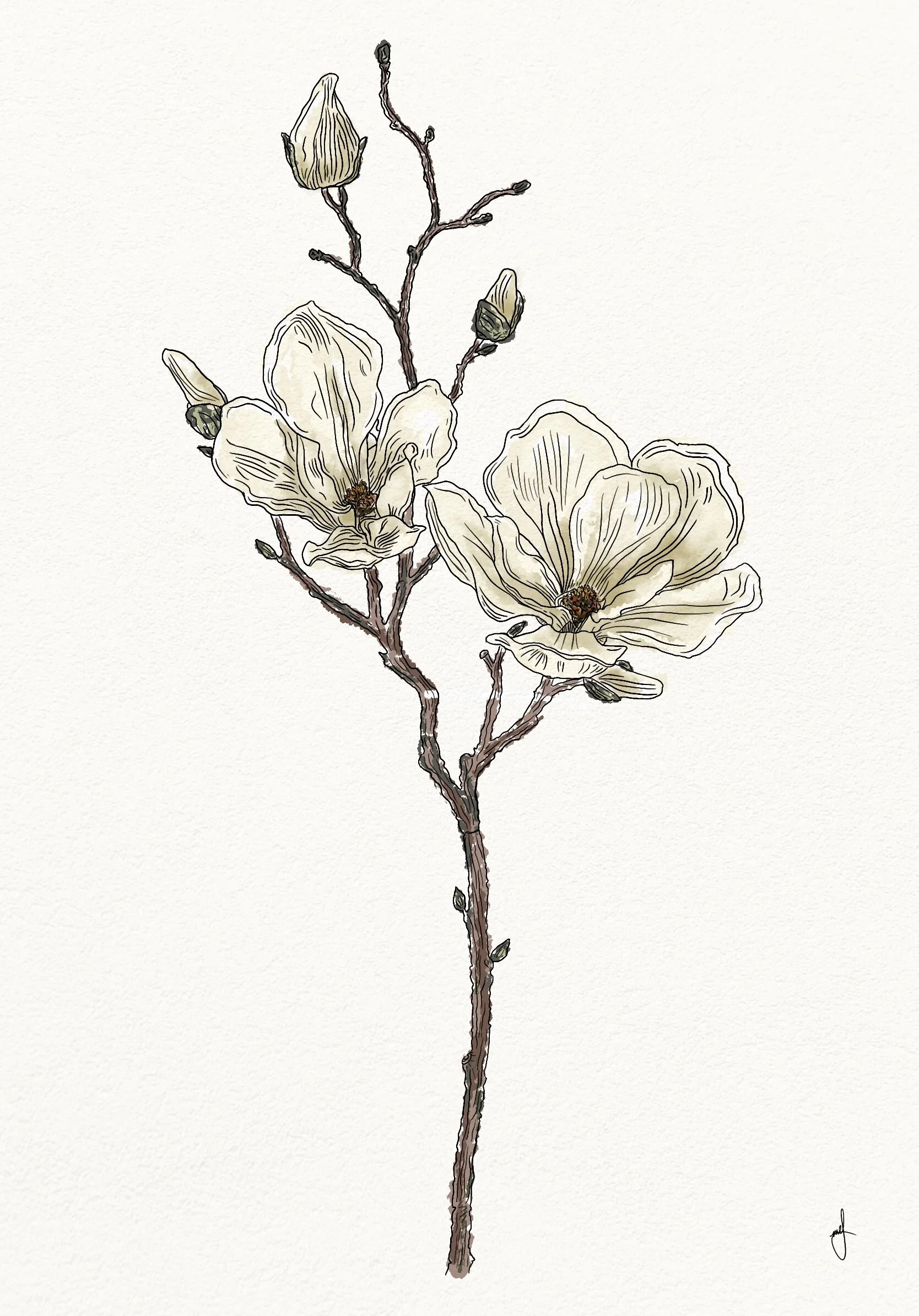 Magnolias