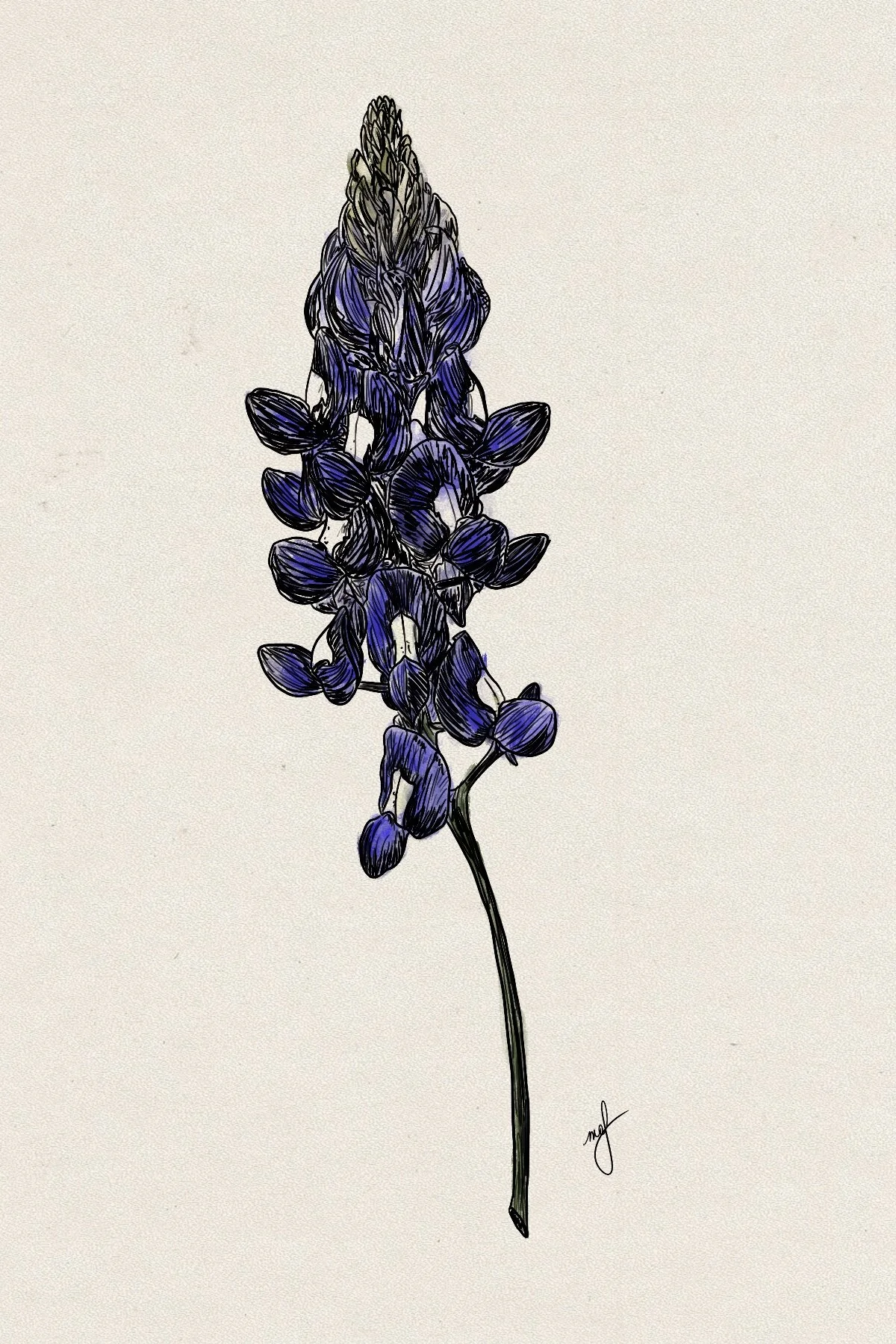 Texas Bluebonnet Ver. 1