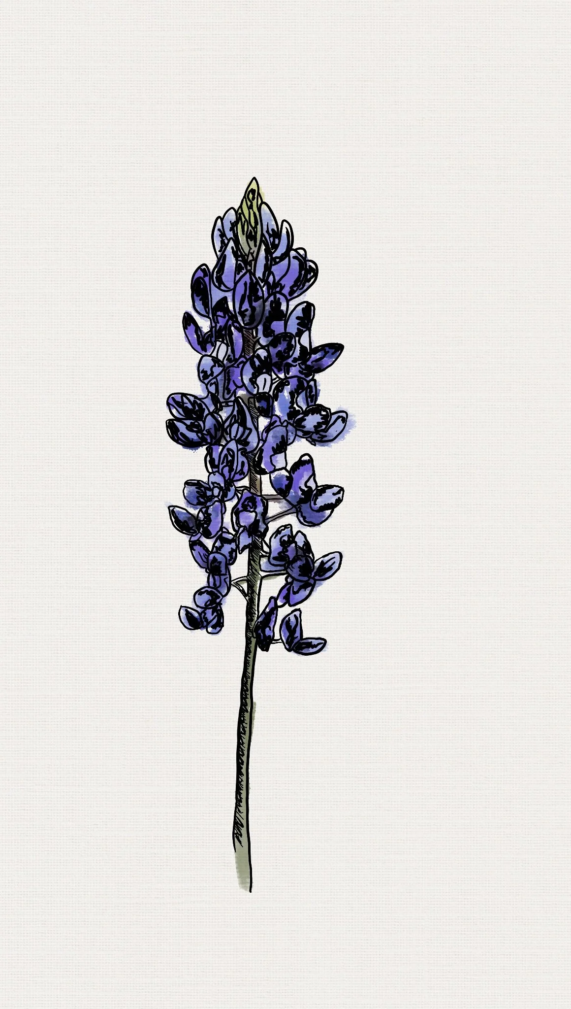 Texas Bluebonnet Ver. 2