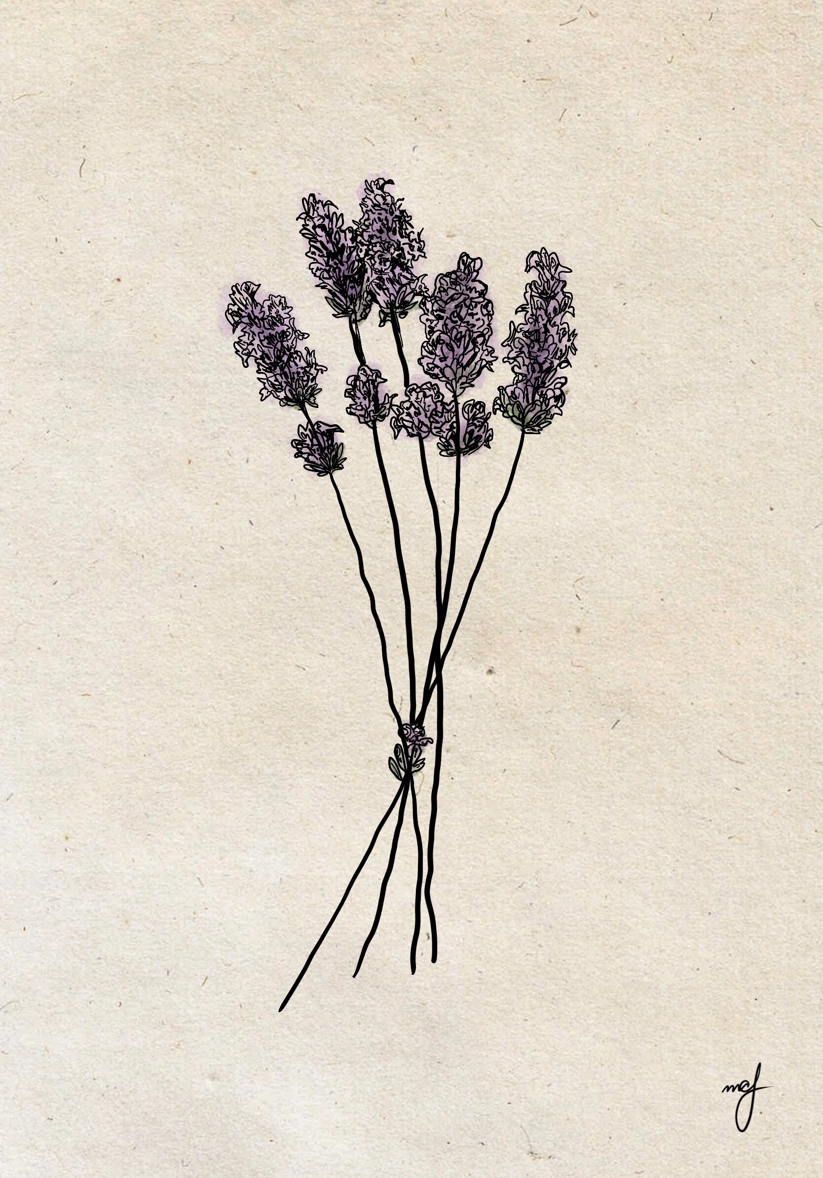 Lavender