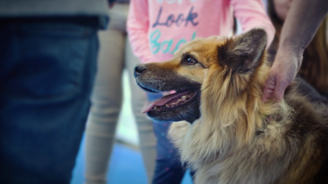 <p><a href="#lightbox>dogs-a-science-tail">Dogs! A Science Tail</a></p>