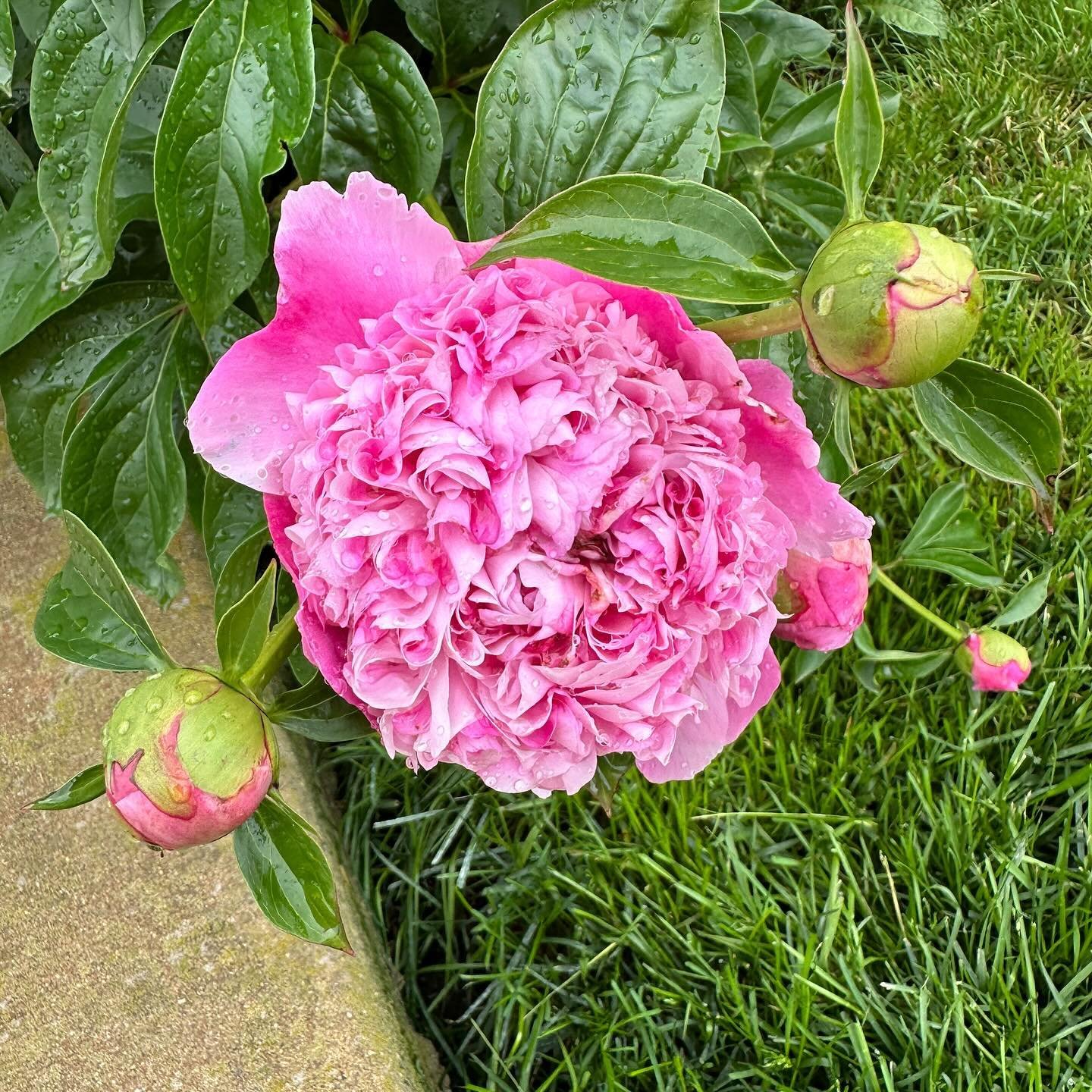THE PEONIES ARE HERE. My favorite time of the year. Seems a little early but I can&rsquo;t complain peonies are my favorite flowers. #pinkpeonies #peonies #pink #rain #aprilshowersmayflowers