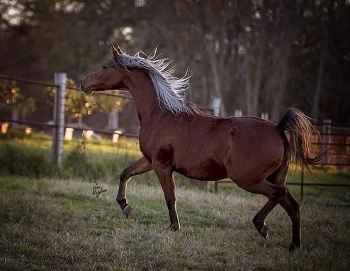 Today is the last day to bid on the Robin Hood Farms dispersal auction! There are some very nice mares offered for sale, that would be an asset to any breeding program! Now is your chance to own a part of the ROL Intencyty legacy that Robin Hood has 