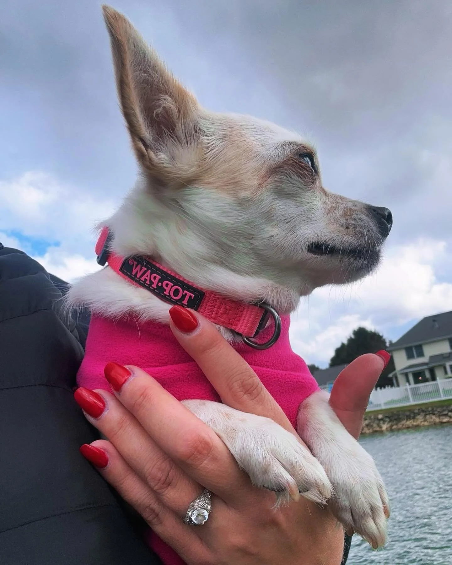 I just adore this goofy little dog 🩷💛💖 #pequita #pequitabanana #chihuahua #jackrusselchihuahua