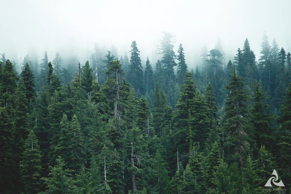 Fog_Forest_FS.jpg