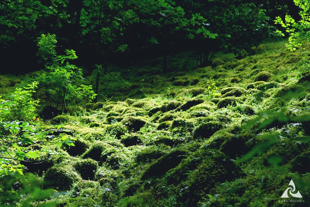 ForestSouls_MossWorld1920.jpg