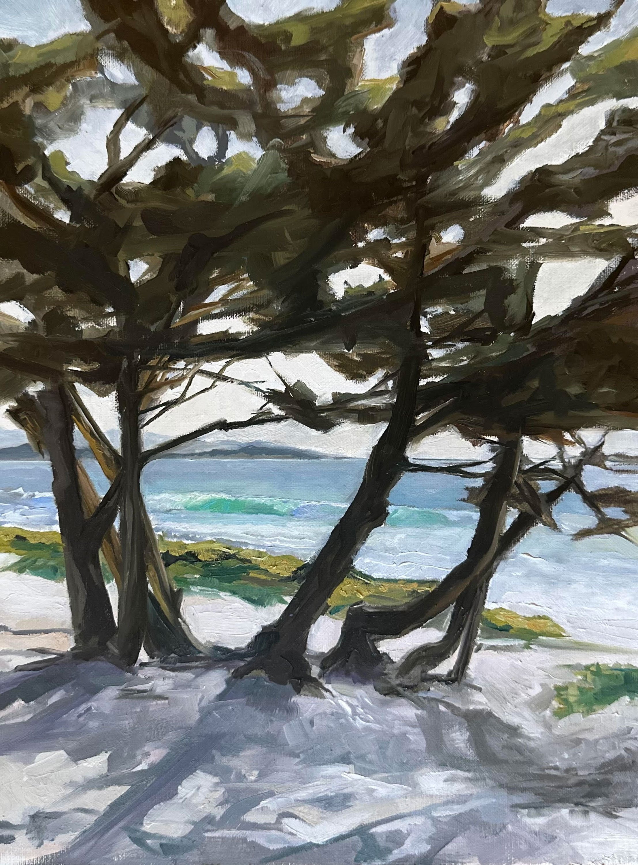 Monterey Cypress
